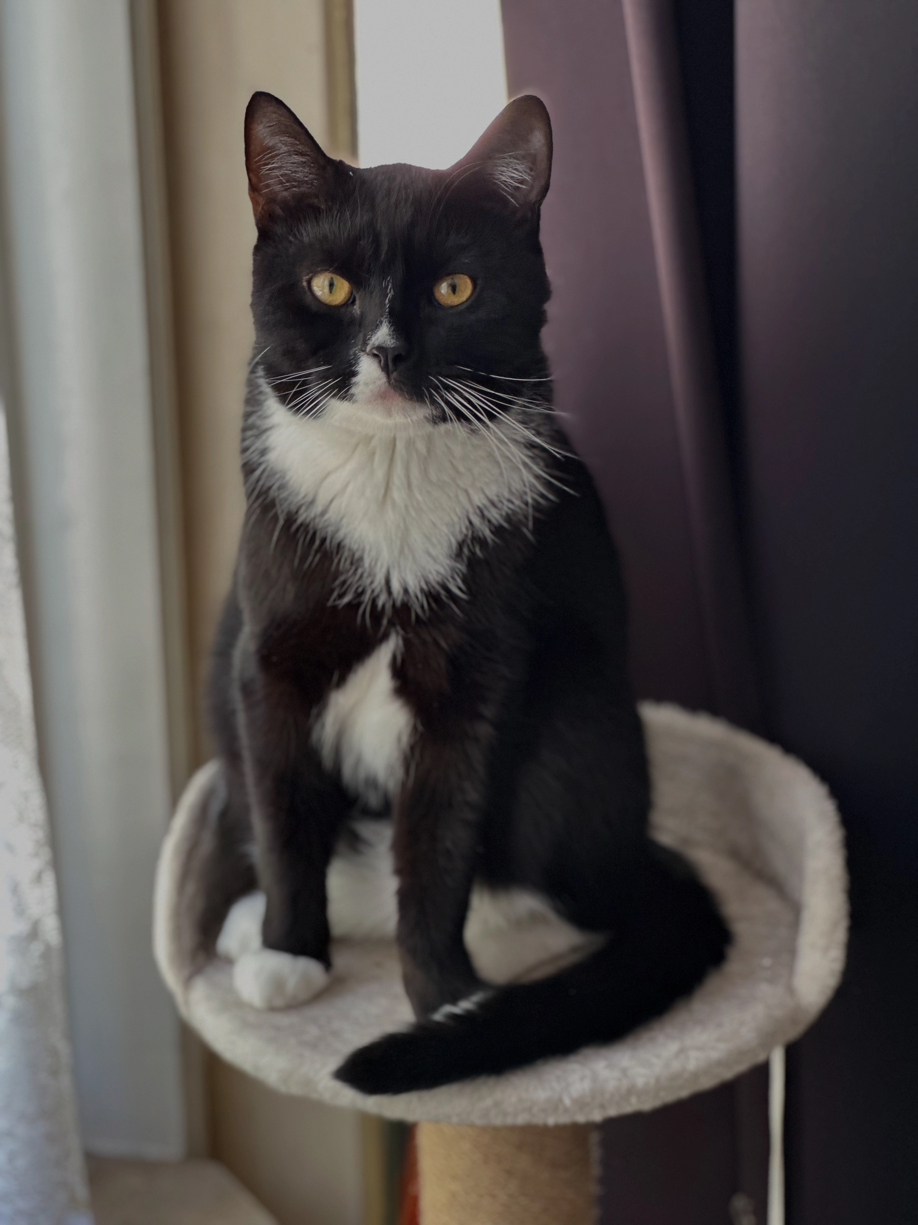 Coco - Lodewijk Napoleonlaan, Oosterhout