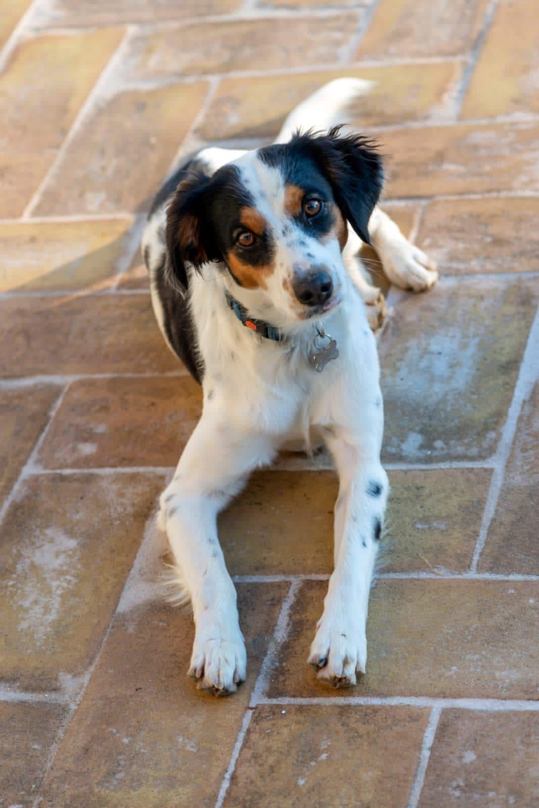 Floki  - Via Monte Serano, Foligno