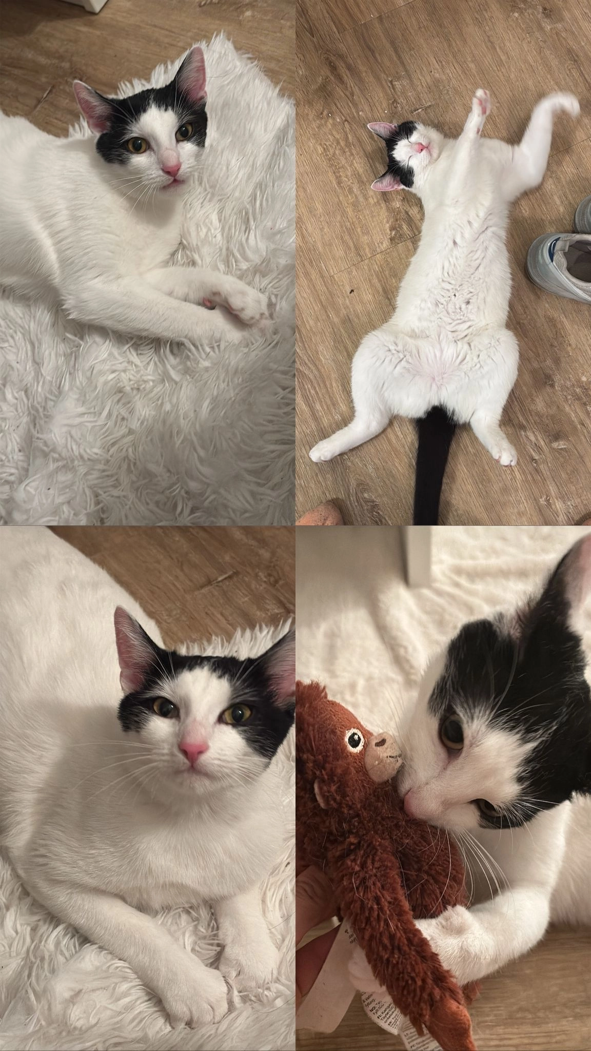 Bingy - Zollhof, Nürnberg