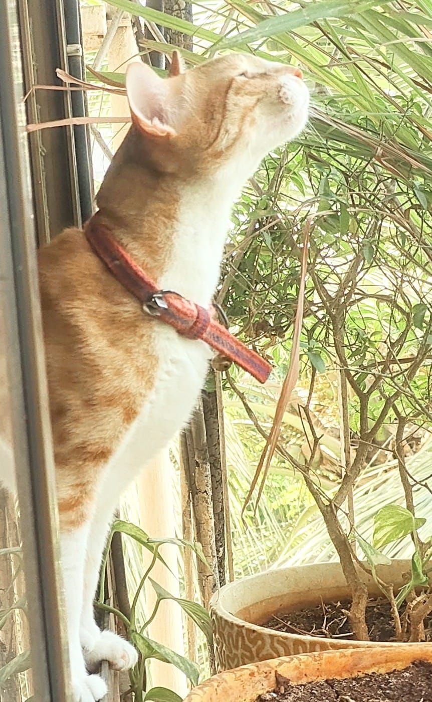 Strikey - Jawaharlal Nehru Road, Mumbai