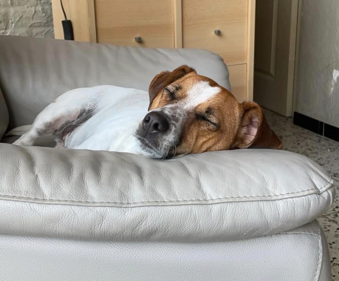 Lola - Rue D'omal, Geer