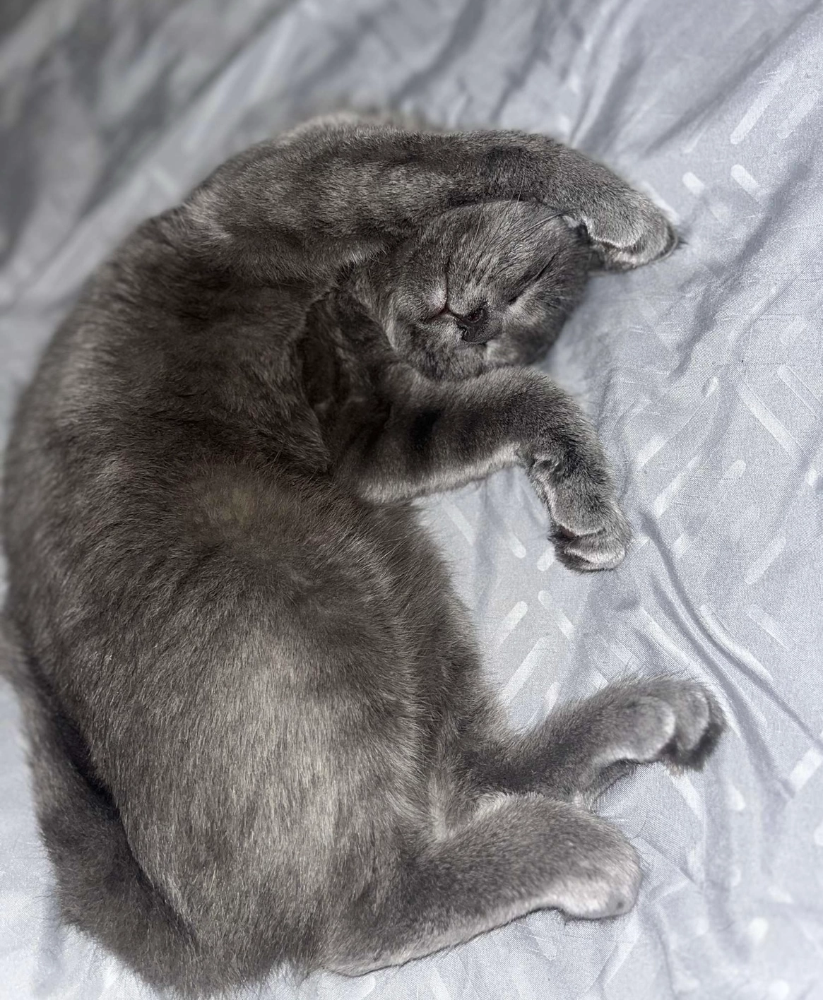 Violette  - 160 Rue de Dunkerque, Saint-Omer