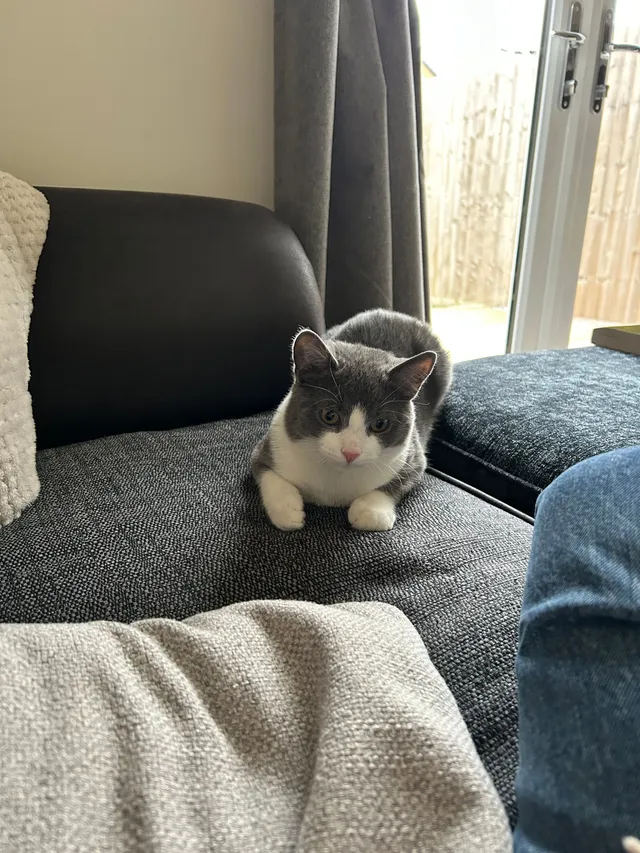 Missing Cat - Moat House Close, Coventry