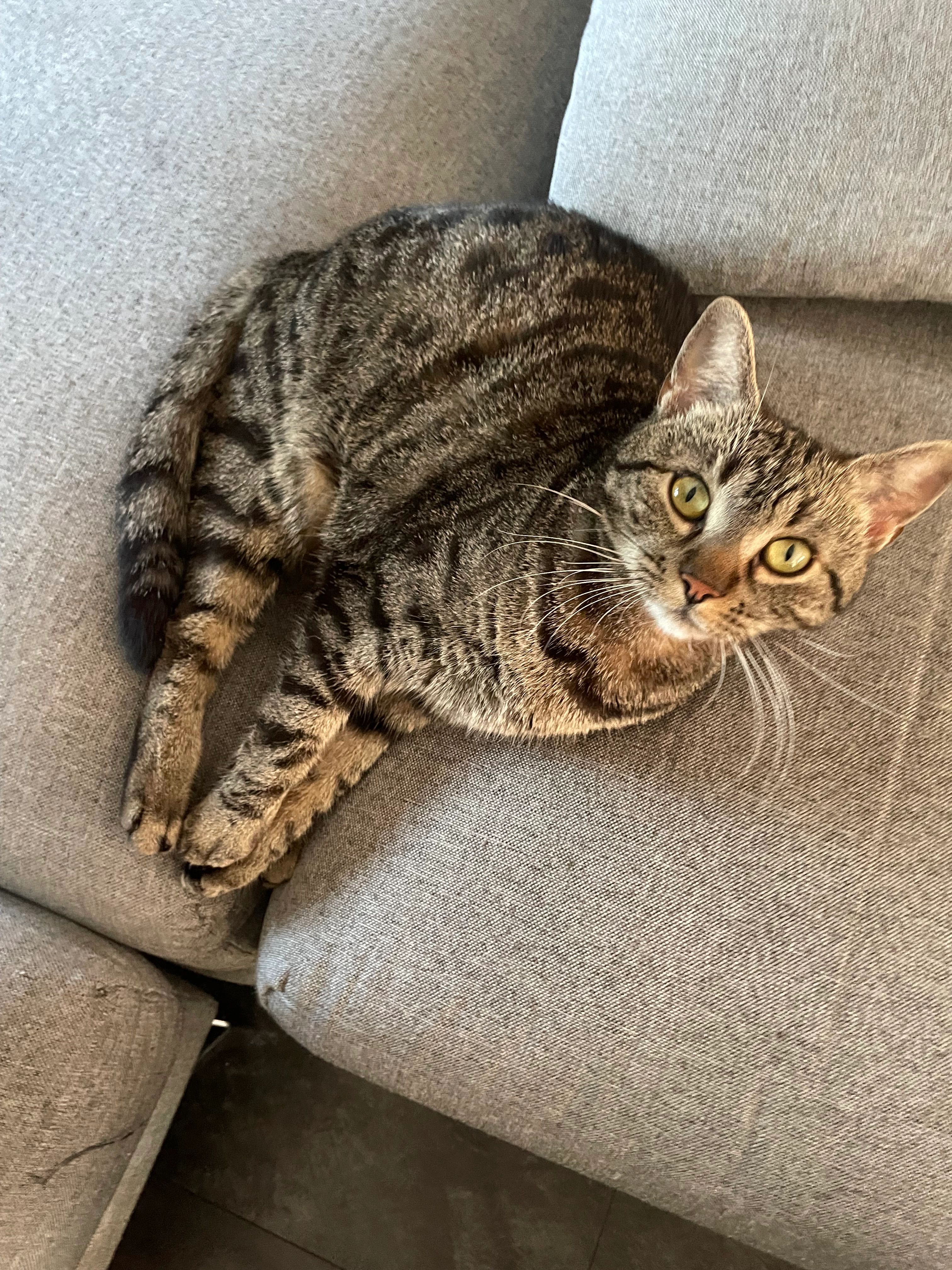 Mili  - Nederbrakelstraat, Breda