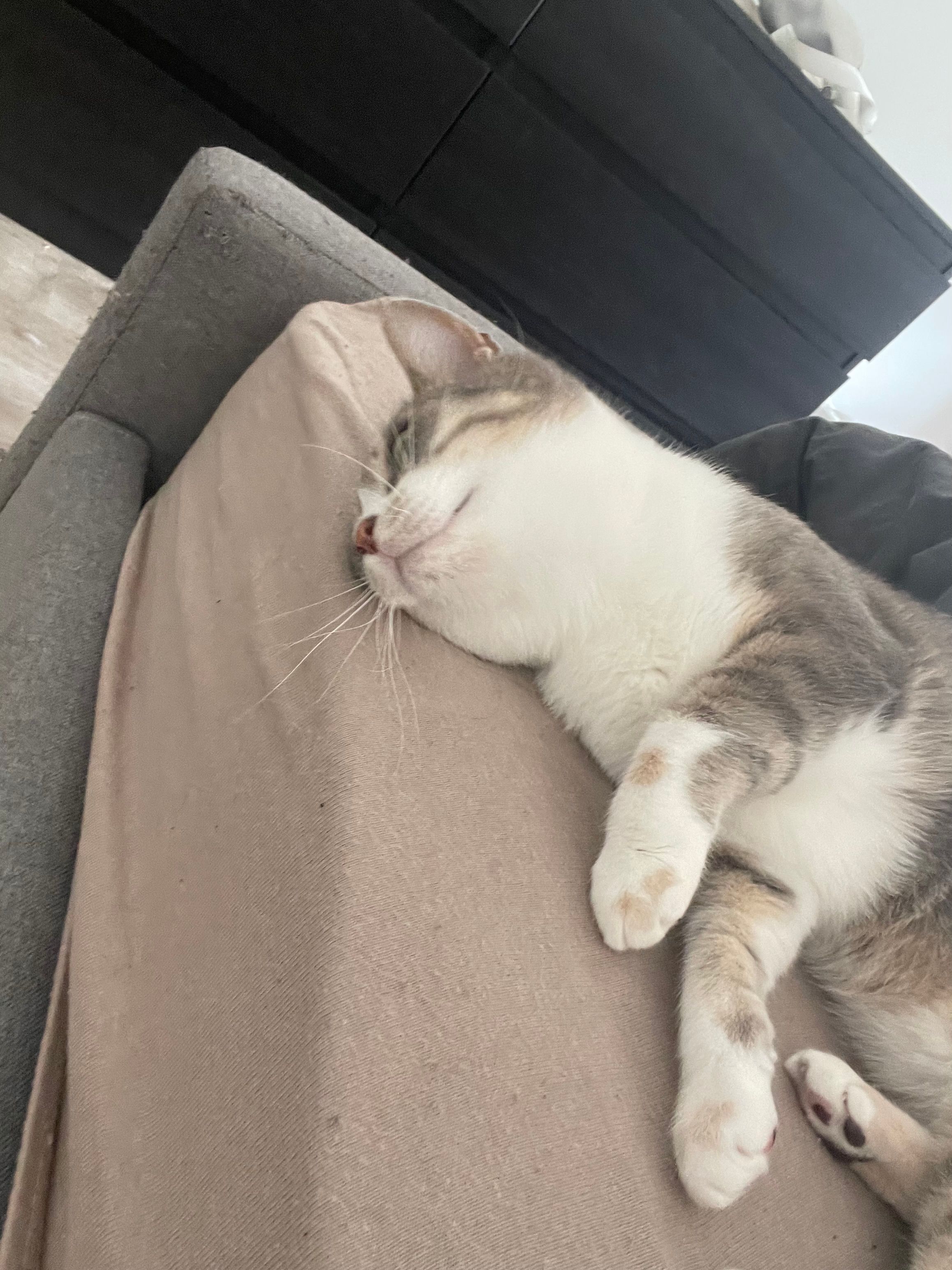 Pocket ces une femelle  - Rue Des Bergers, Saint-Bénigne