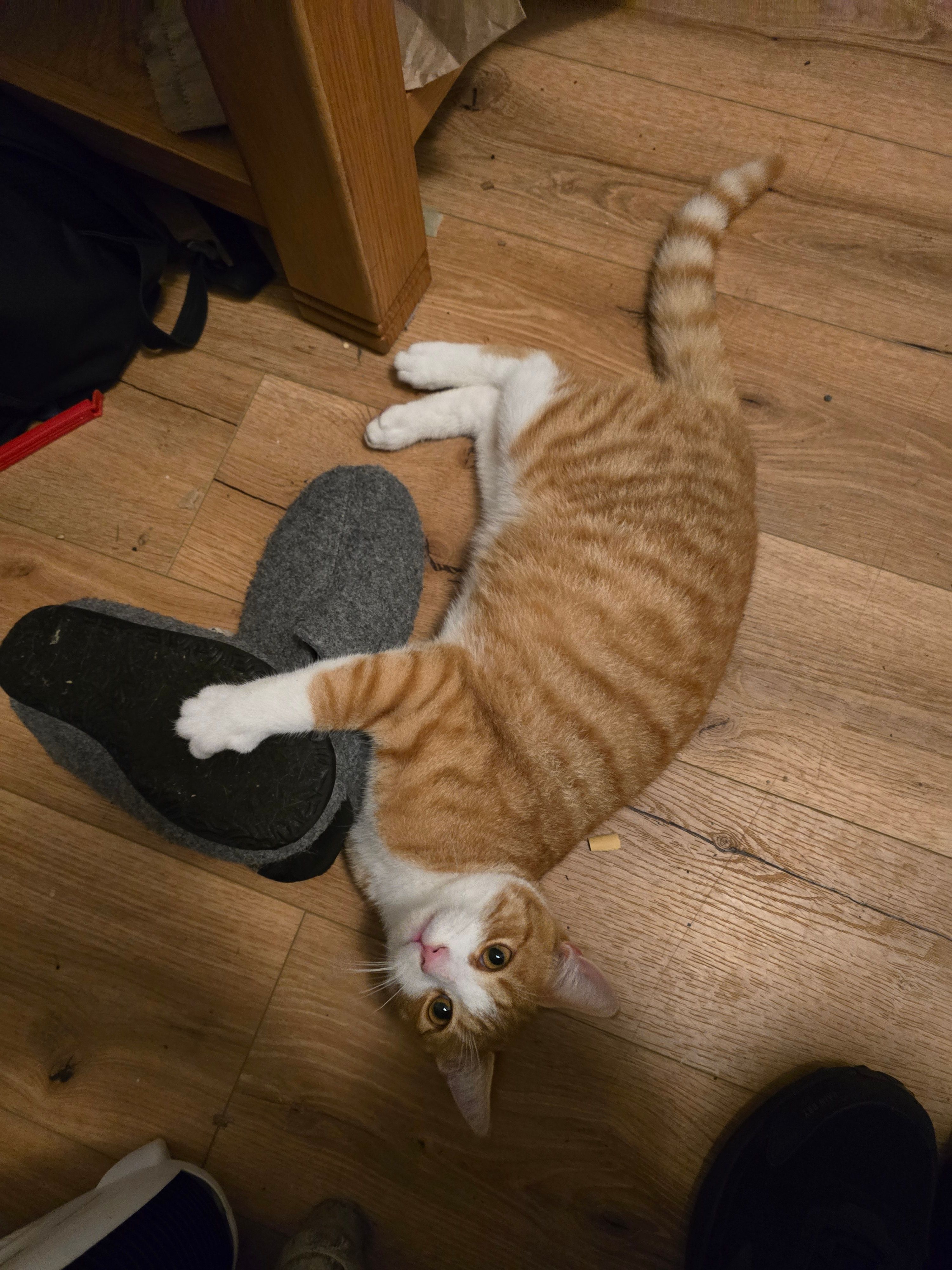 Charlie - Cathedral Road, Cork