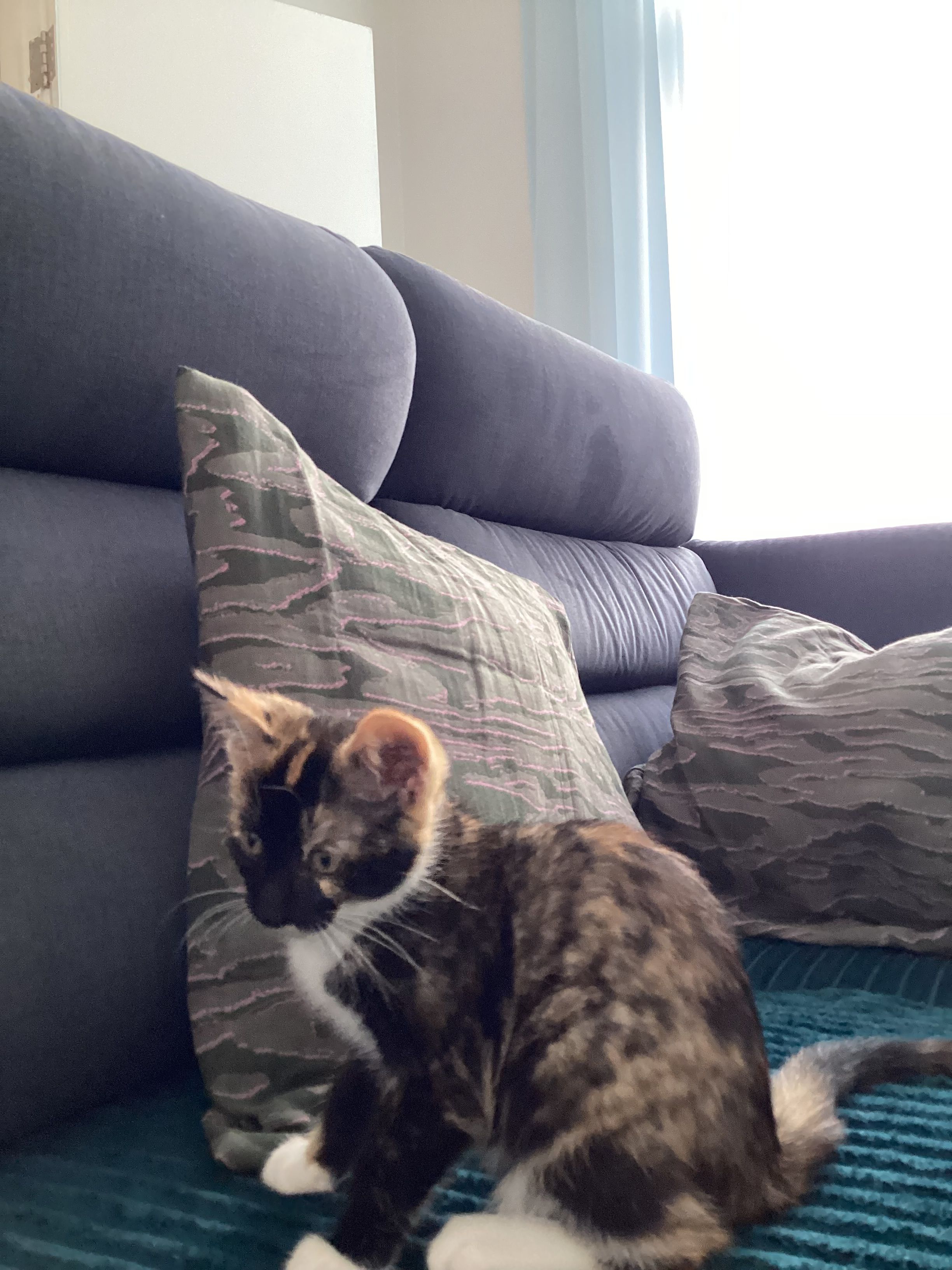 Musya - The Willows Castlefen, Bodenstown