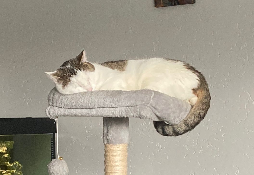 Goofy - Königsberger Straße, Ochsenfurt