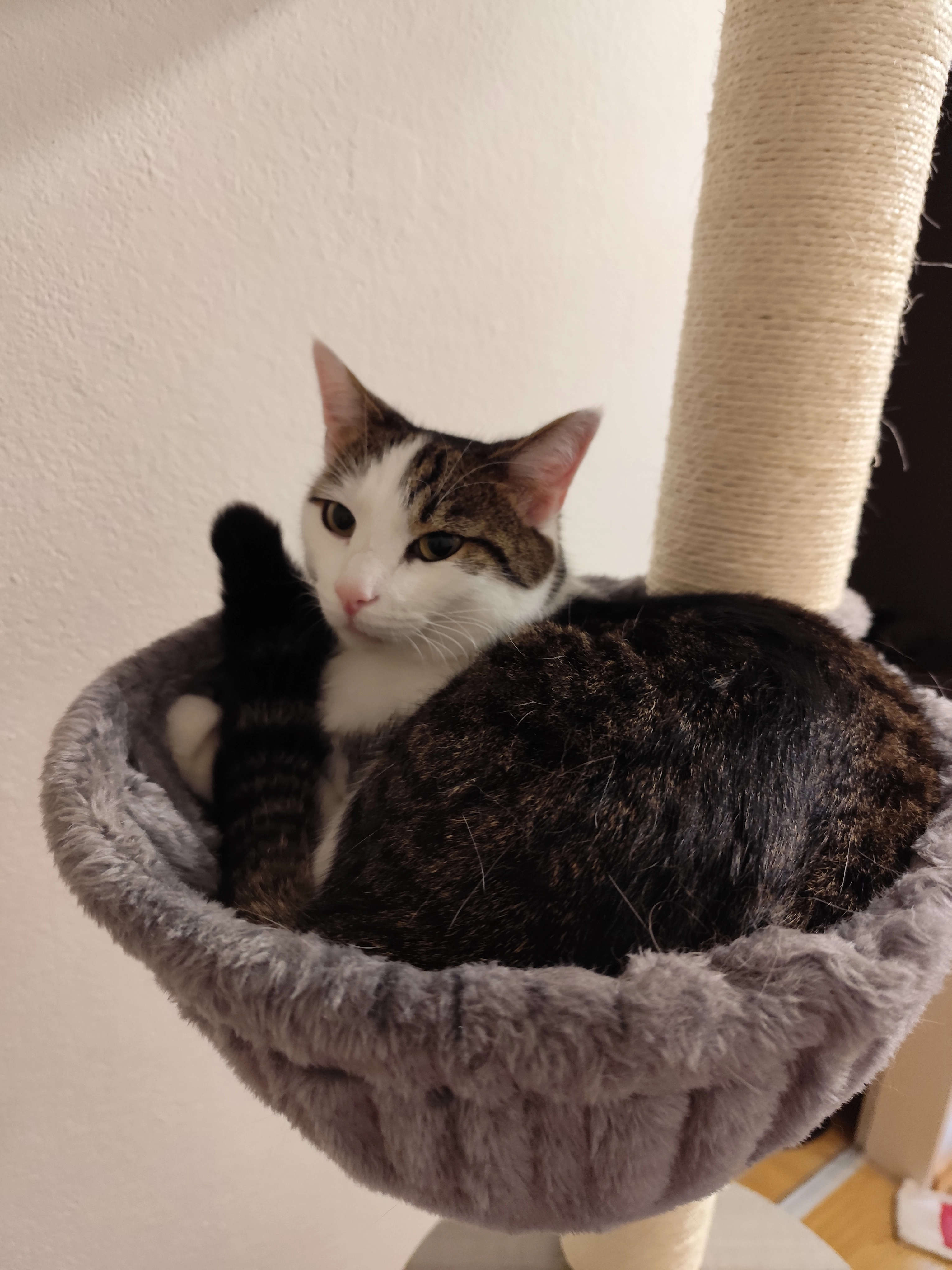 Clyte  - Eugen-Rosner-Straße, Traunstein