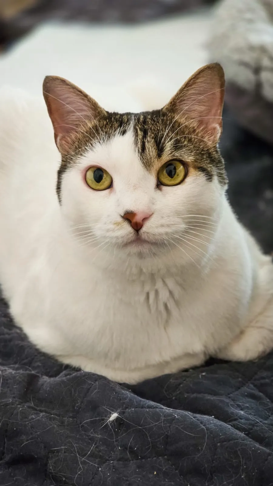 Iben - Kotisaarenkatu 3 G, Helsinki