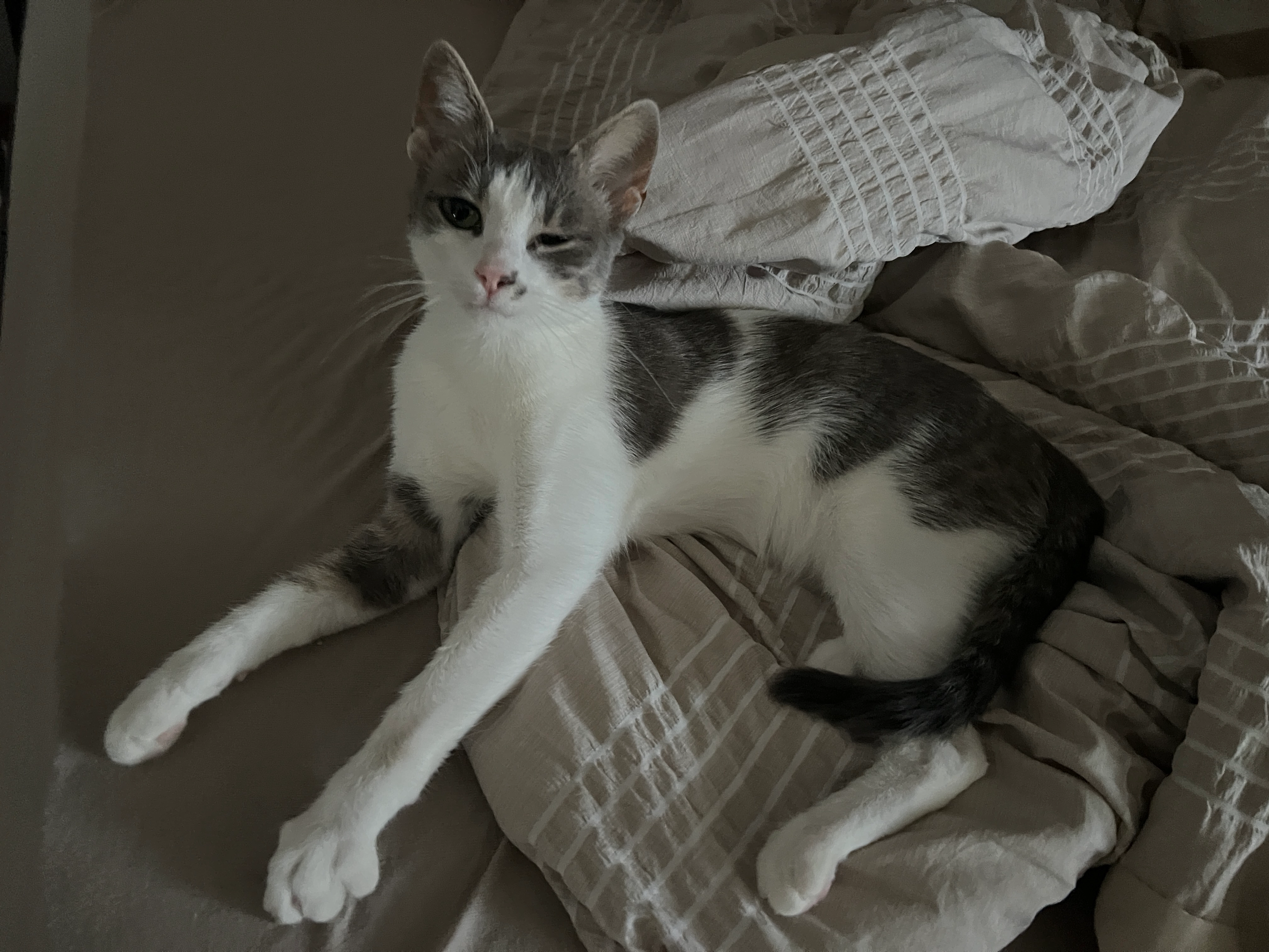 Saphira - Kaiser-Friedrich-Allee, Regensburg