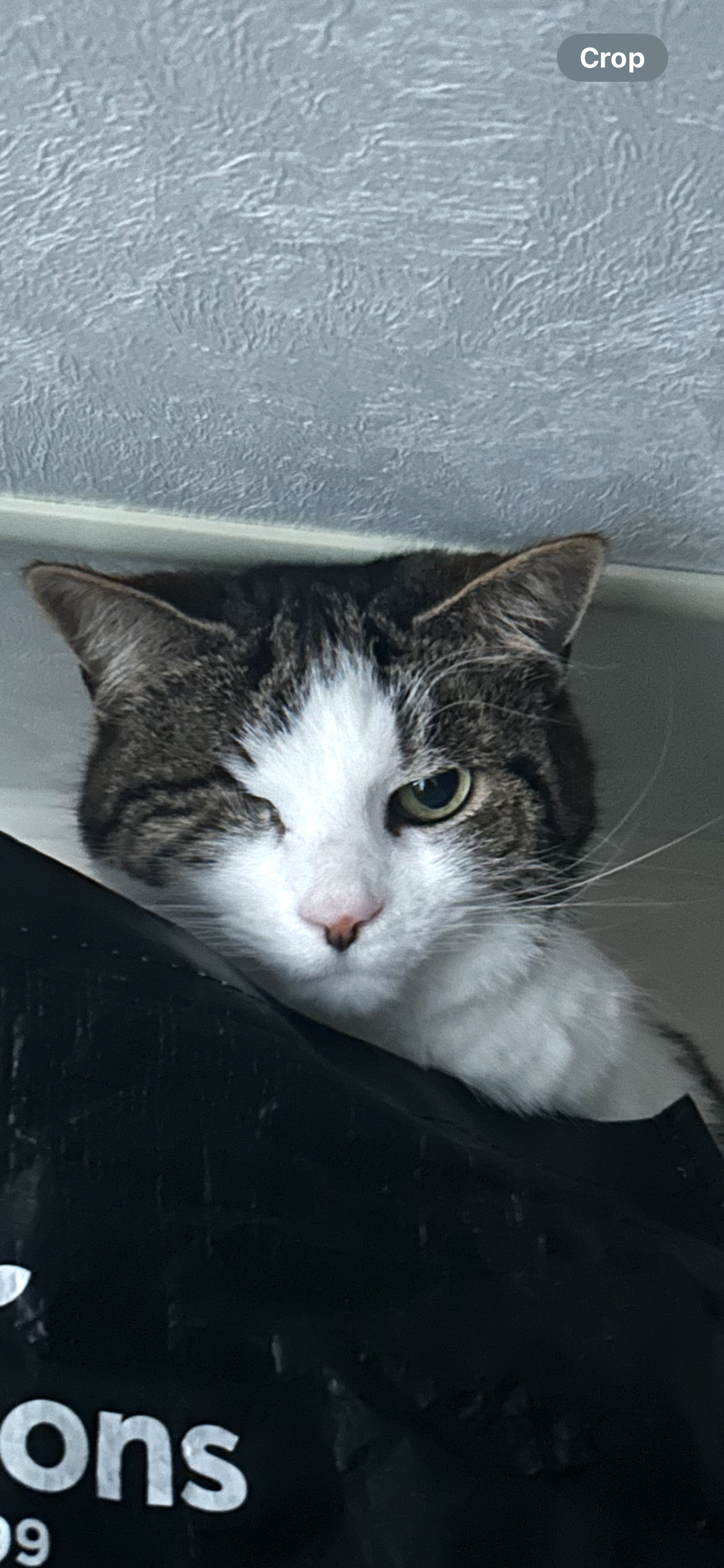 Lucy - Totnes Road, Paignton