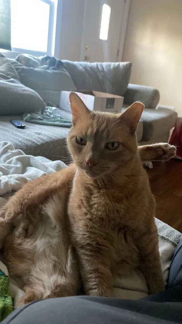 Catdog - 28 Meadow Rd, East Brunswick