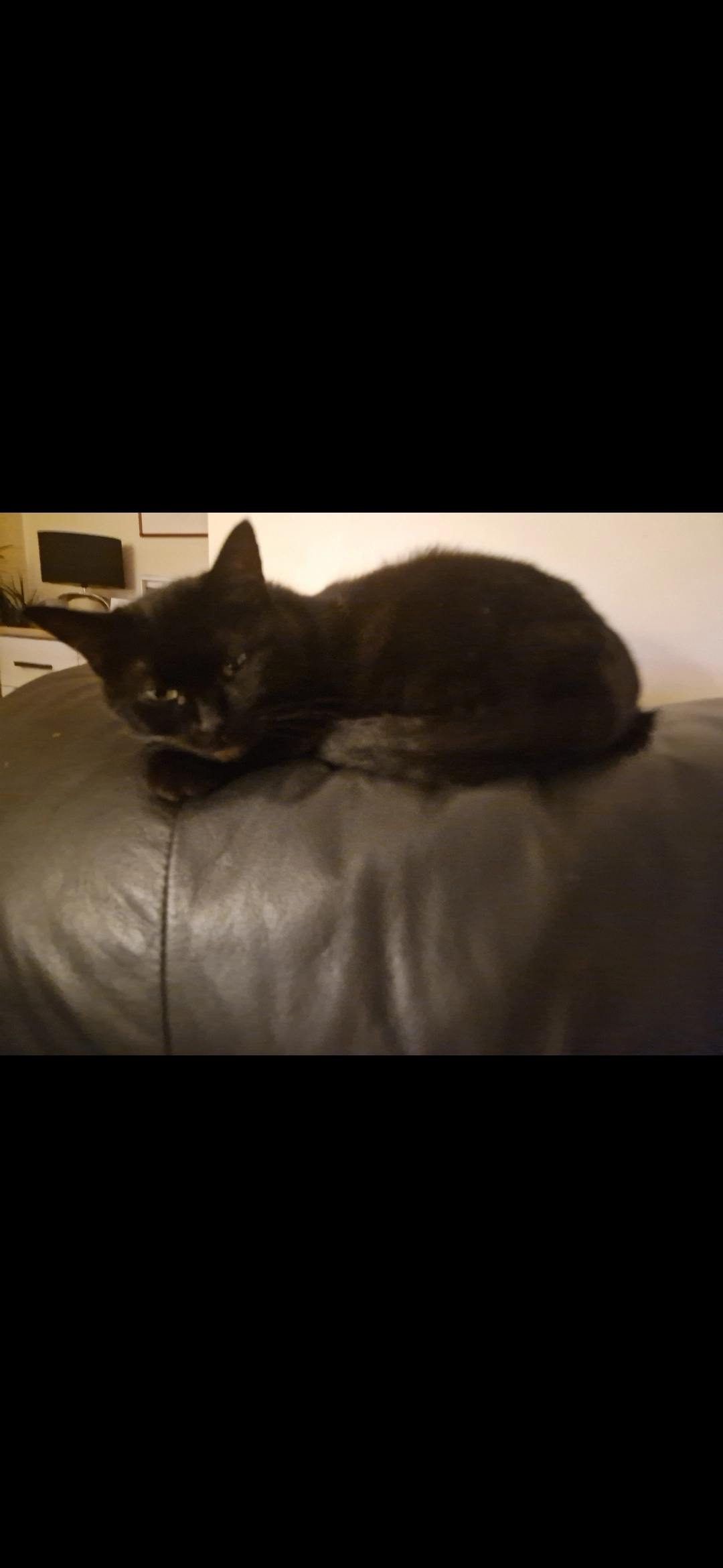 Mimi  - 184 Rue Barbey d'Aurevilly, Granville