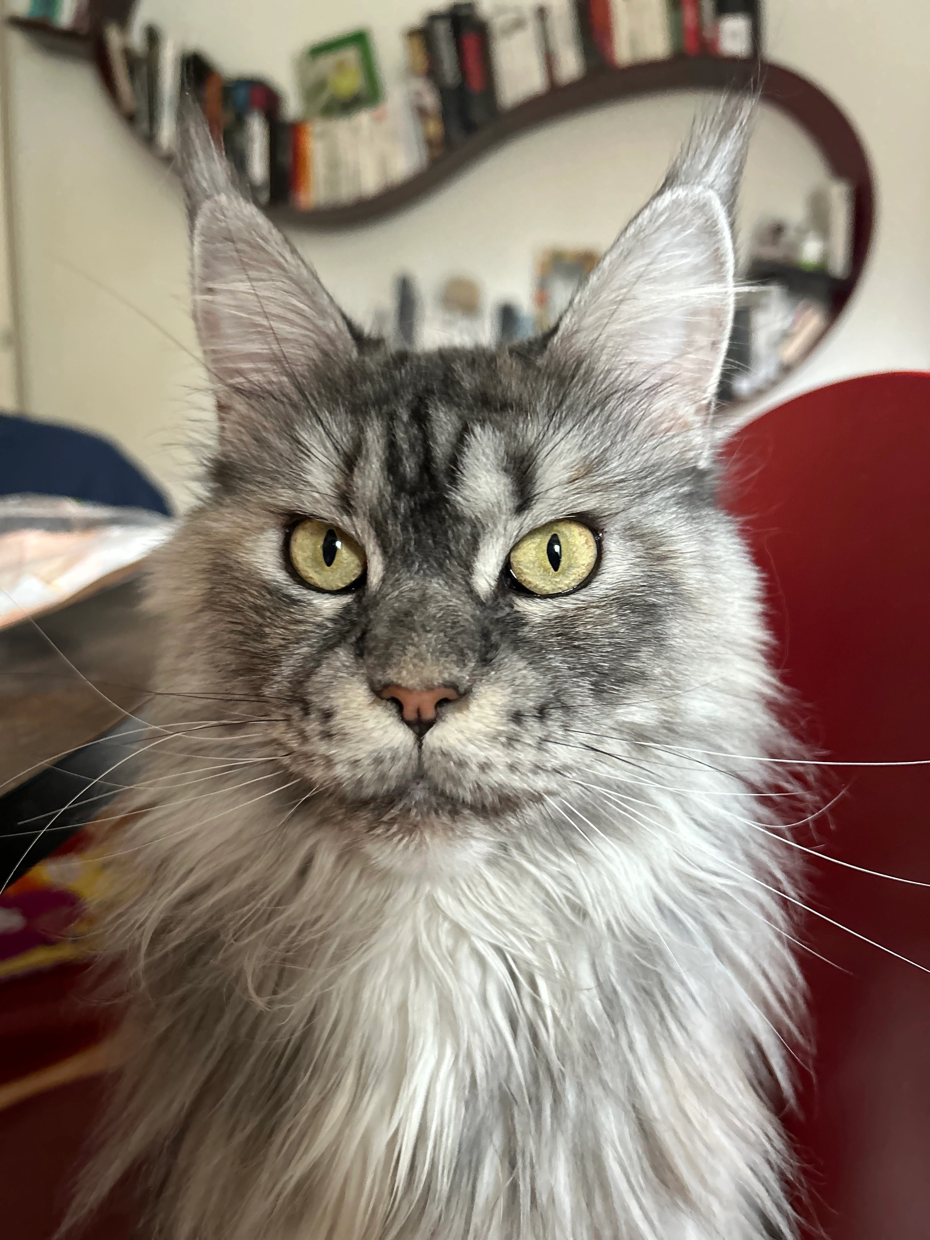 Dolly - Route de Chavannes 39, Lausanne