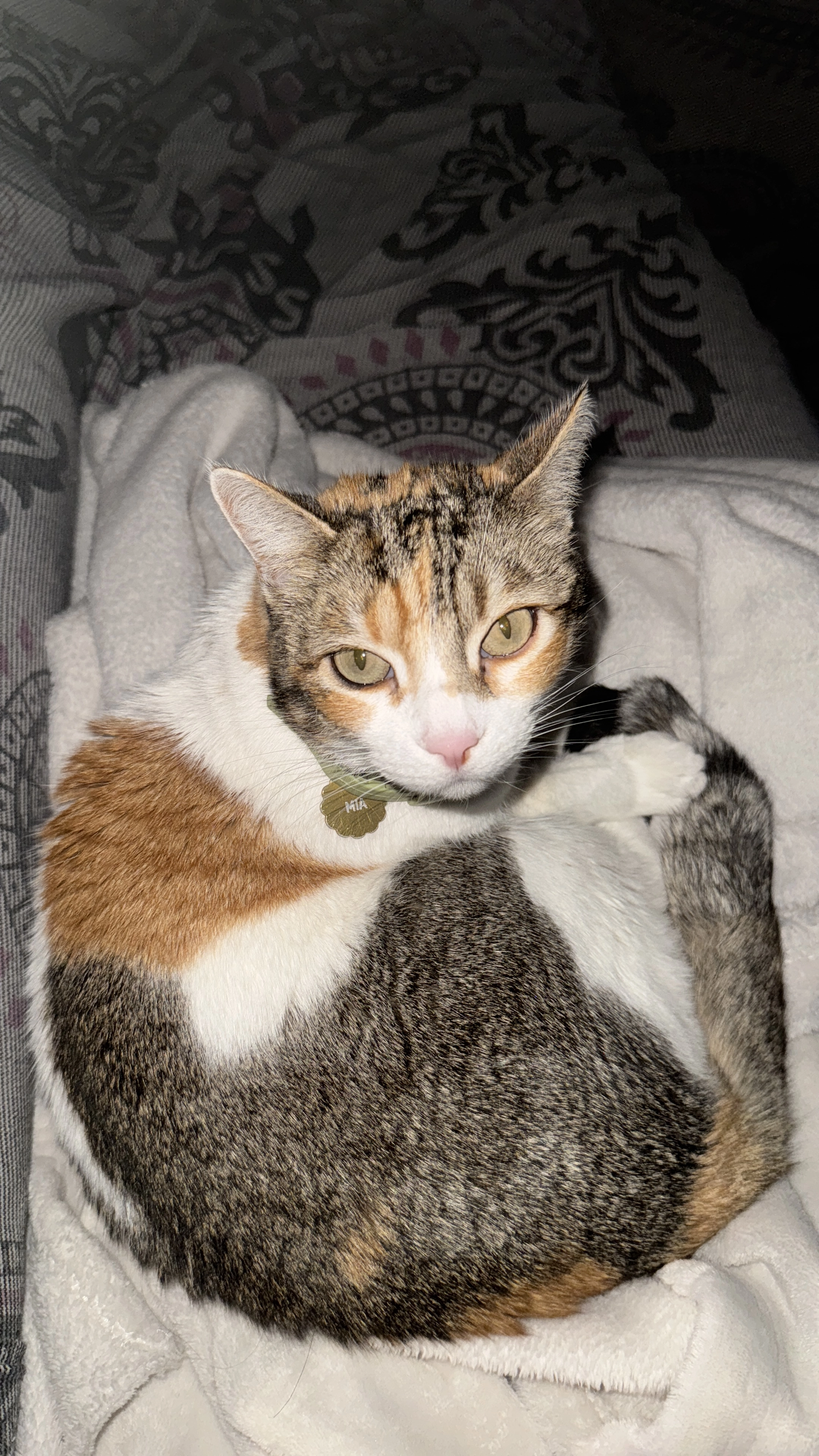 Mia - Carrer del Pintor Mir, Viladecavalls