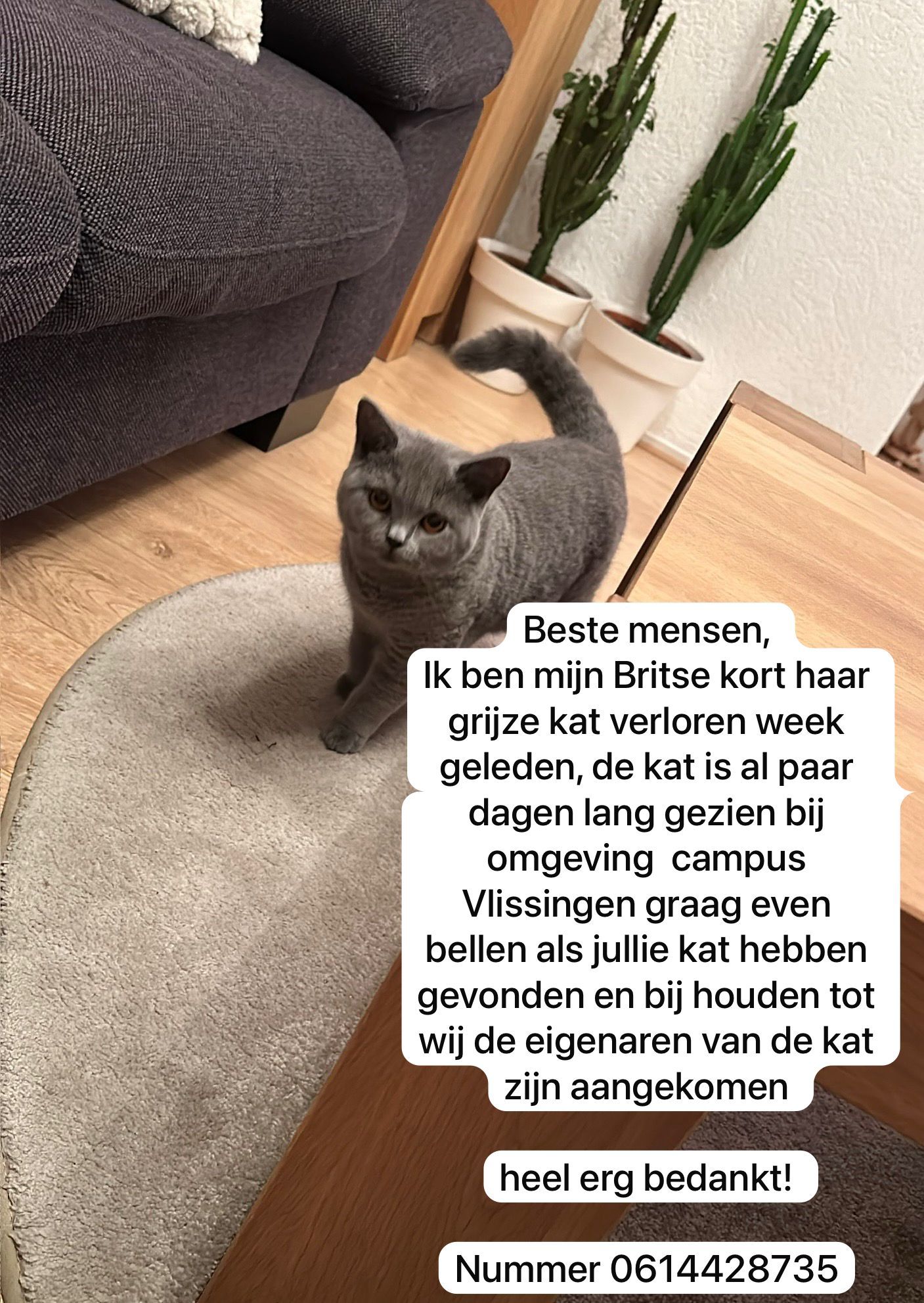 Muezza - Vlissingen Drive, Deal