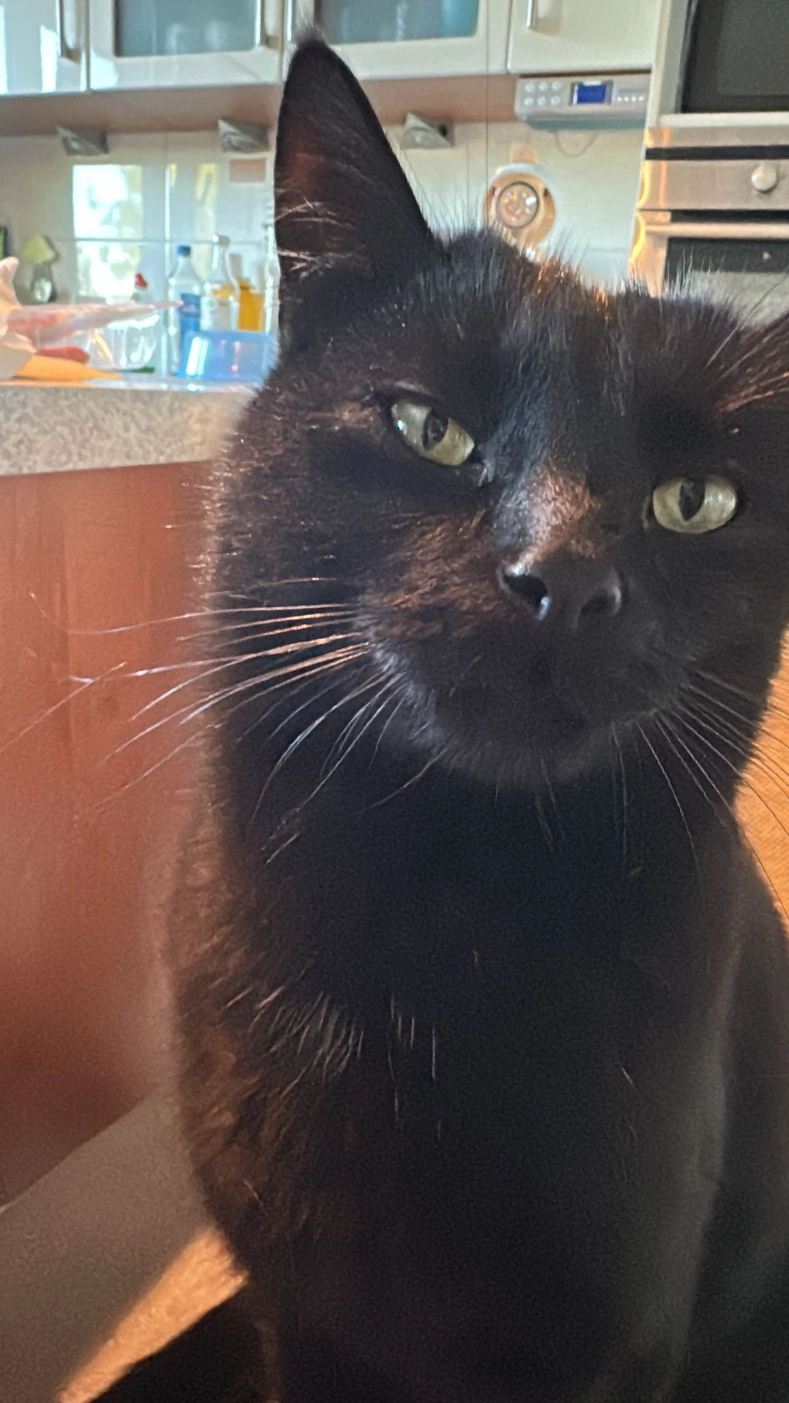 Tommy - Pattbreede, Tecklenburg