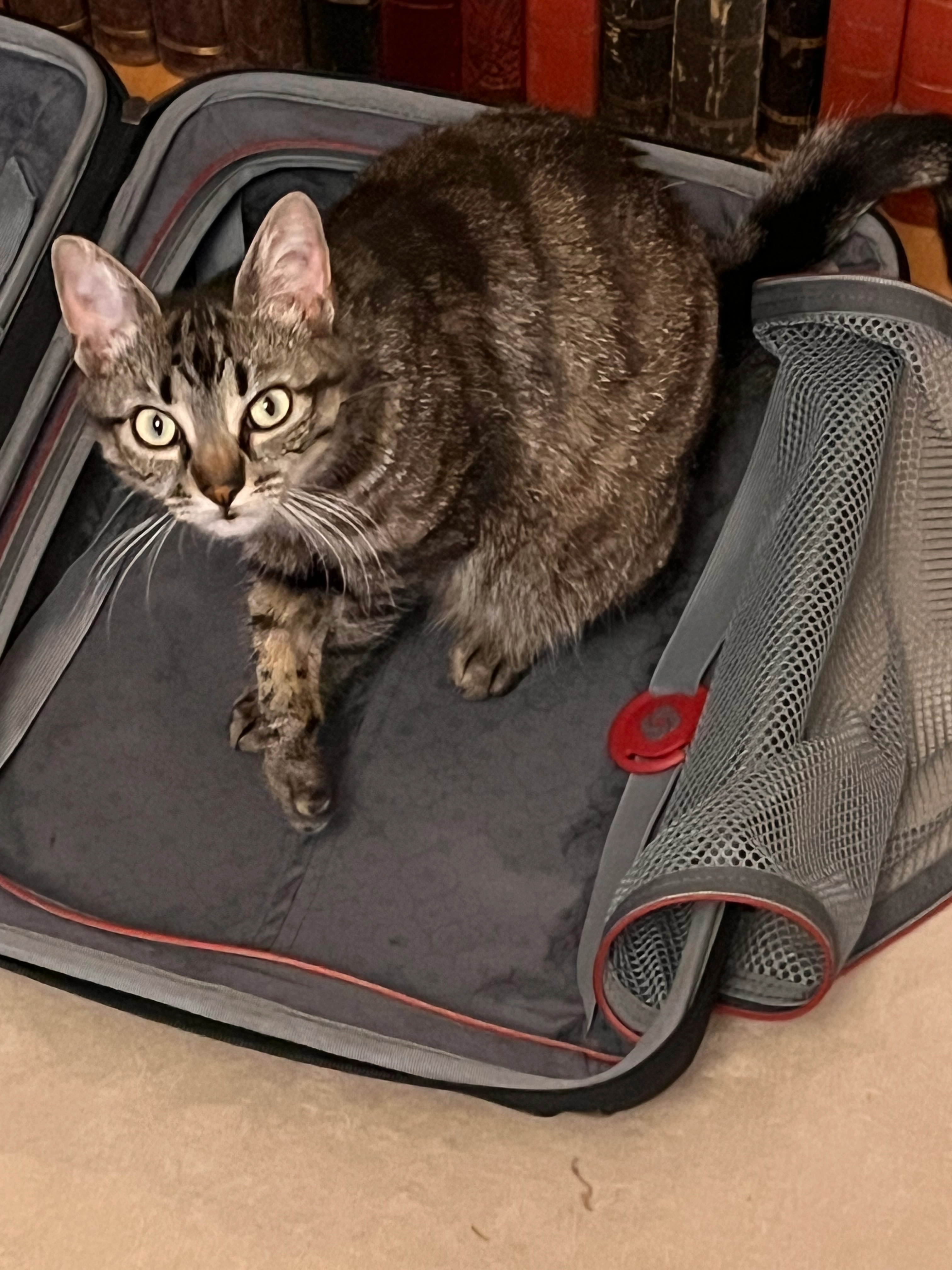 Willow - Avenue Émile Savigner, Avrillé