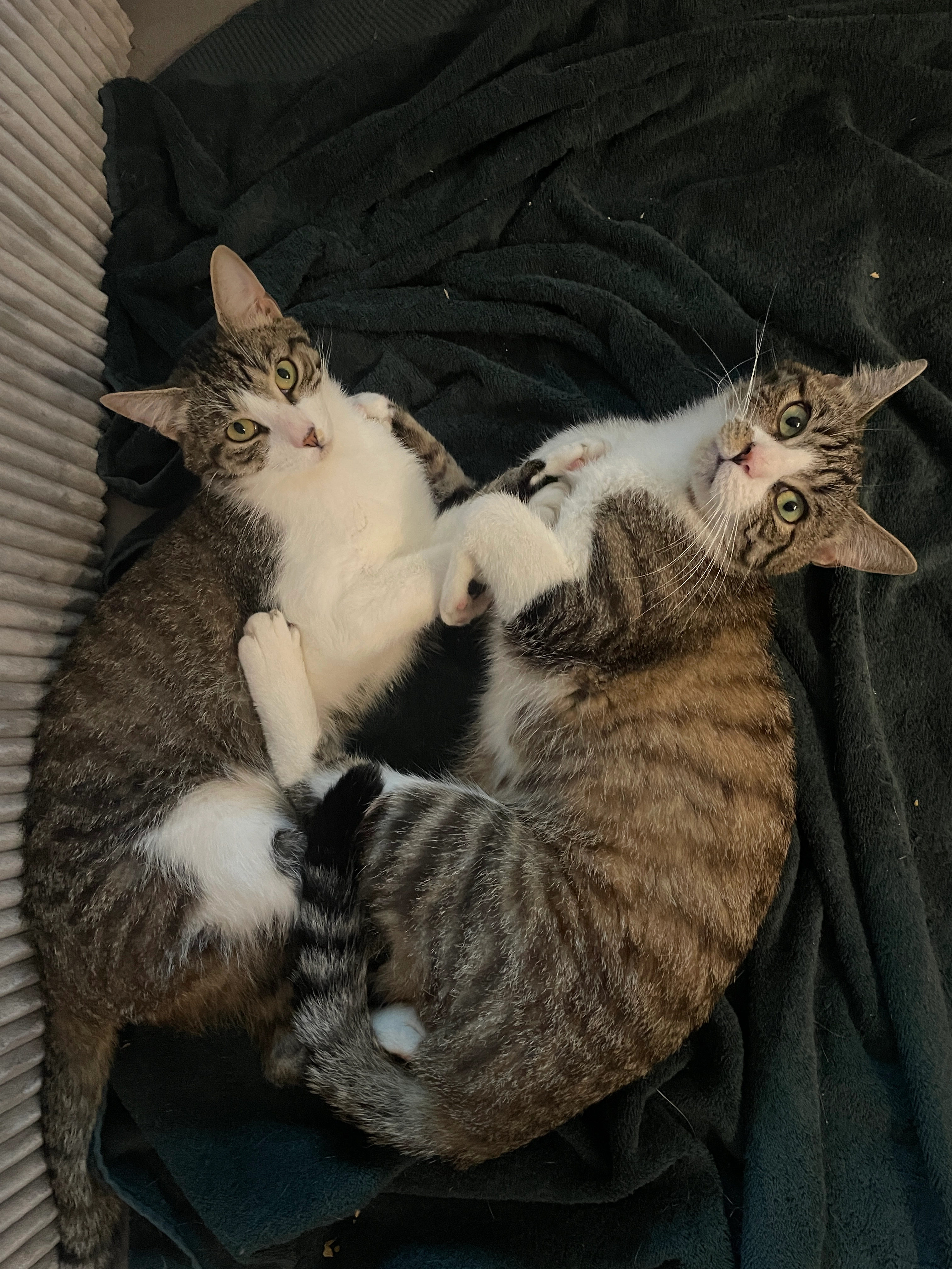 Menami & Kiano - Etzelstrasse 9, Dürnten