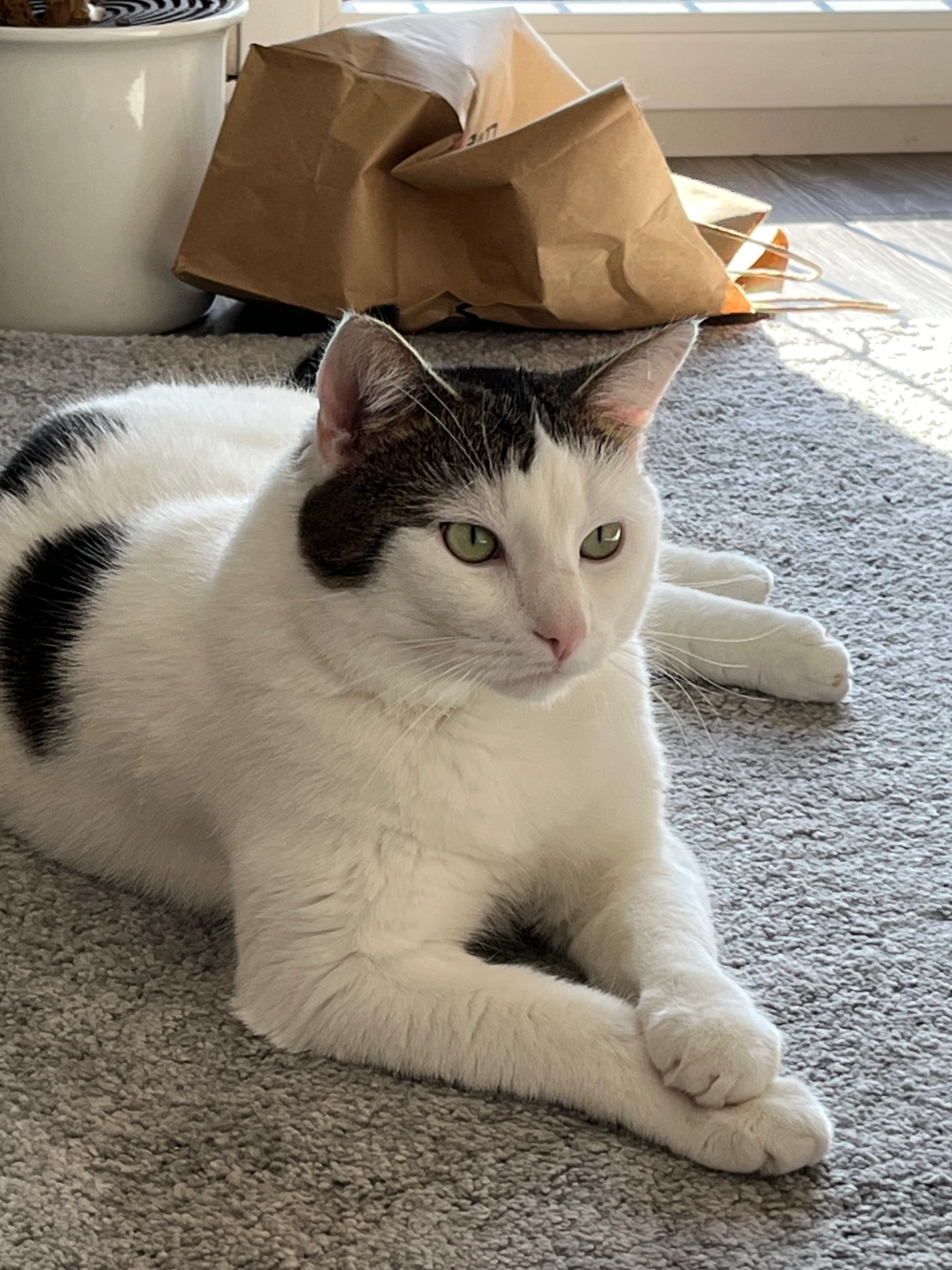 Socke - Stettwies, Lappersdorf