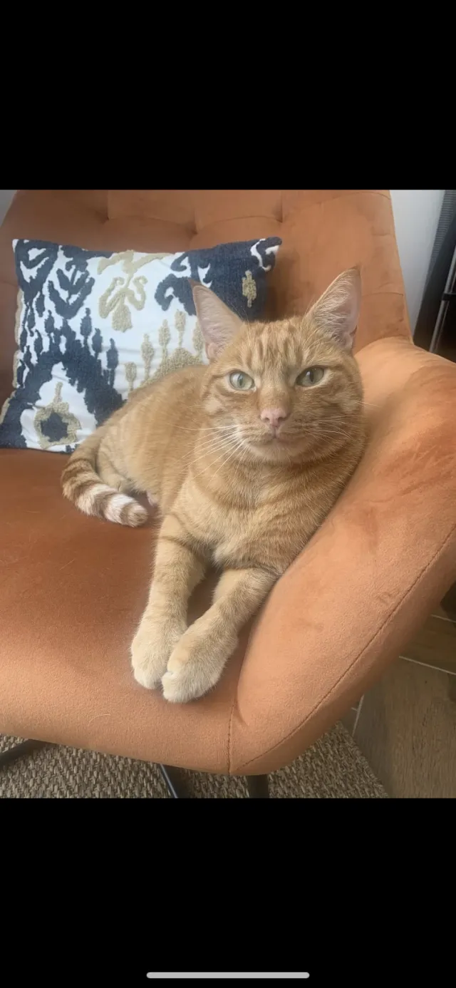 Dexter - Crescent Road, Coalville