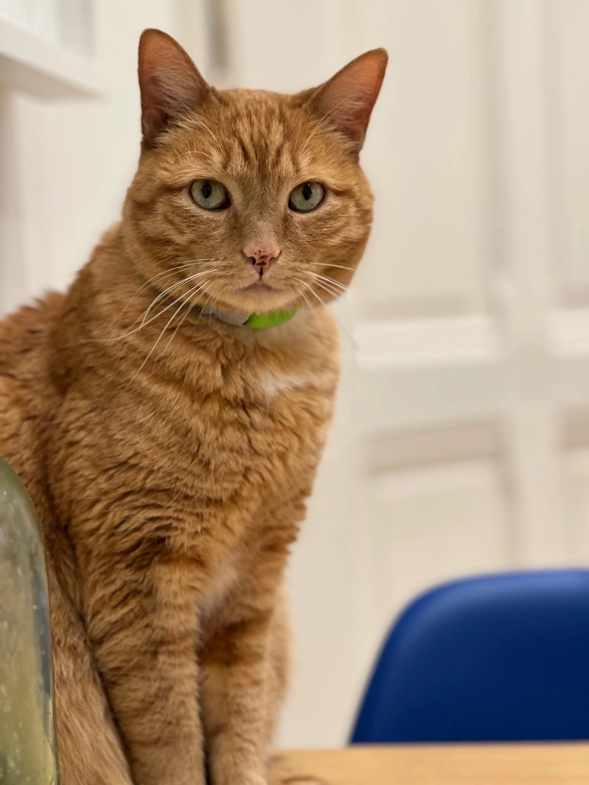 Renard - Avenue Sainte-Luce 16, Lausanne