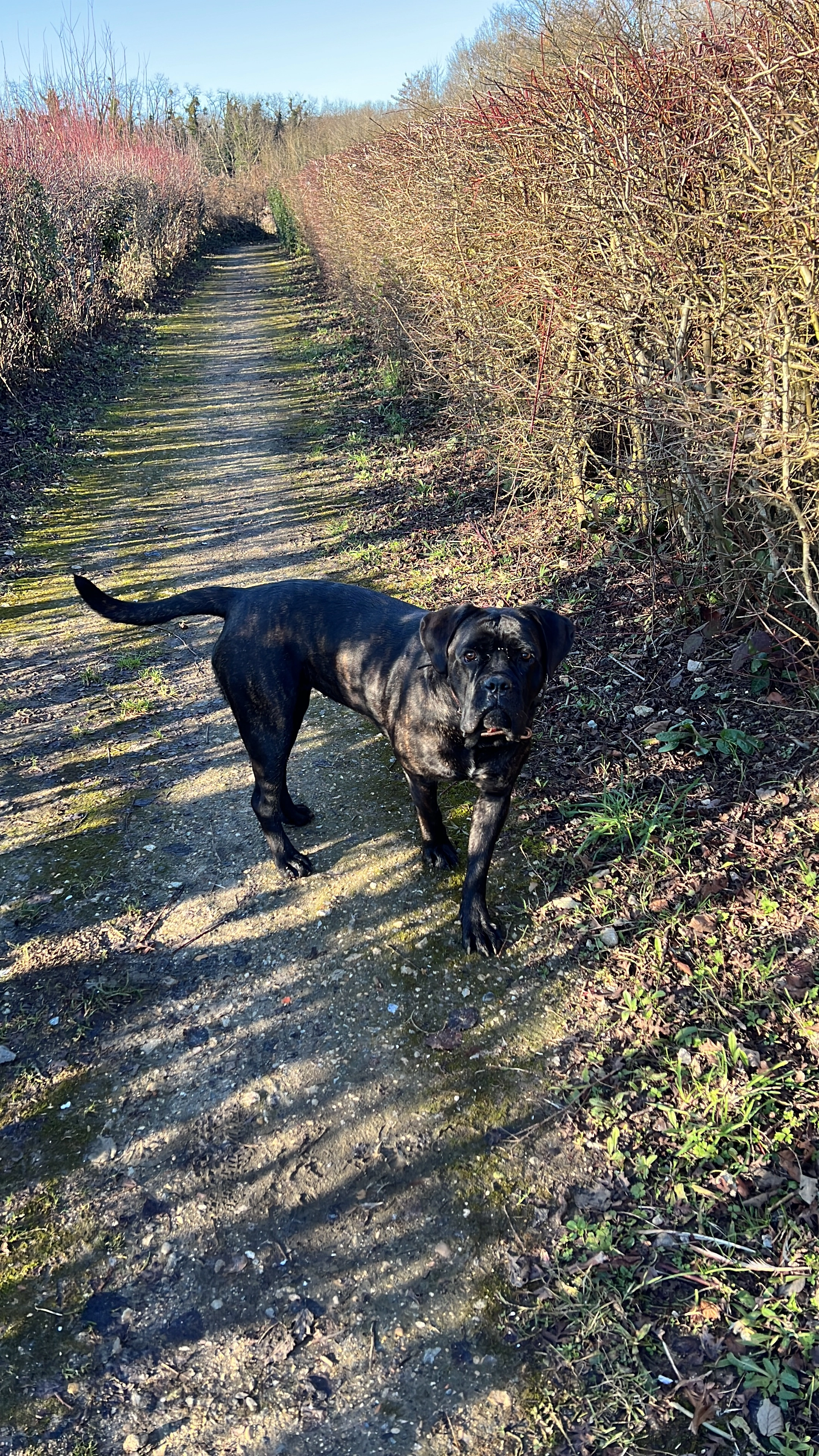 Saleccia - Rue de Mont, Solers