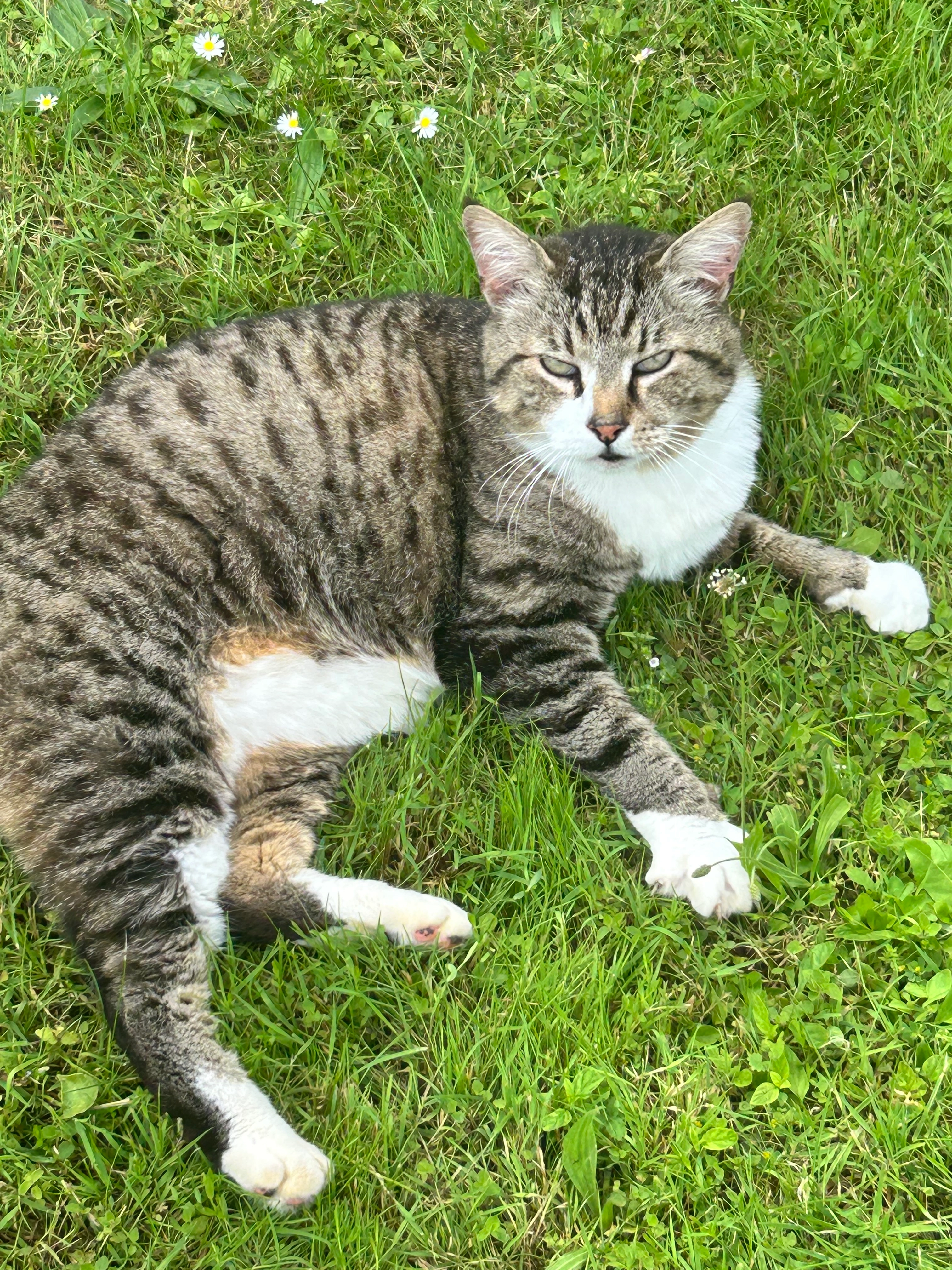 Luke - Großmürbisch, Güssing