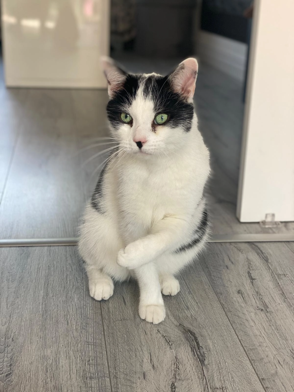 Sylvestor - Park Way, Saint Austell