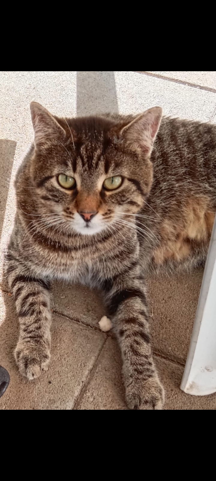 Kuschel  - Schöntorestraße, Weißenstein