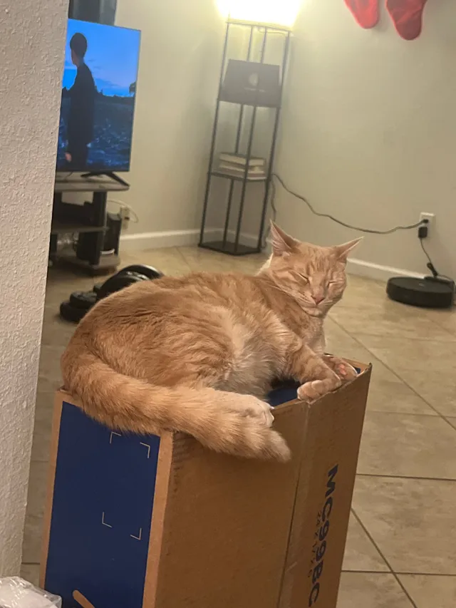taz - Rincon Street, Loma Linda