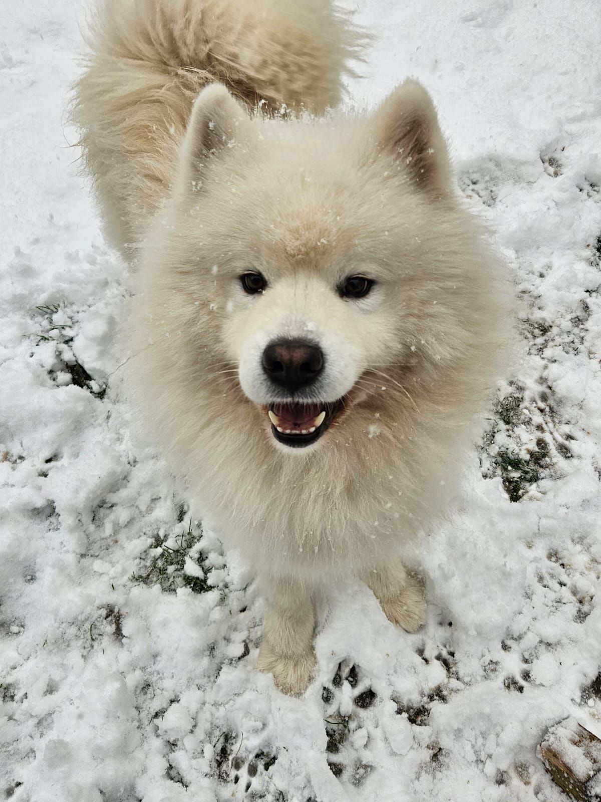 Rocky - Rue de la Liberté, Noisy-le-Grand
