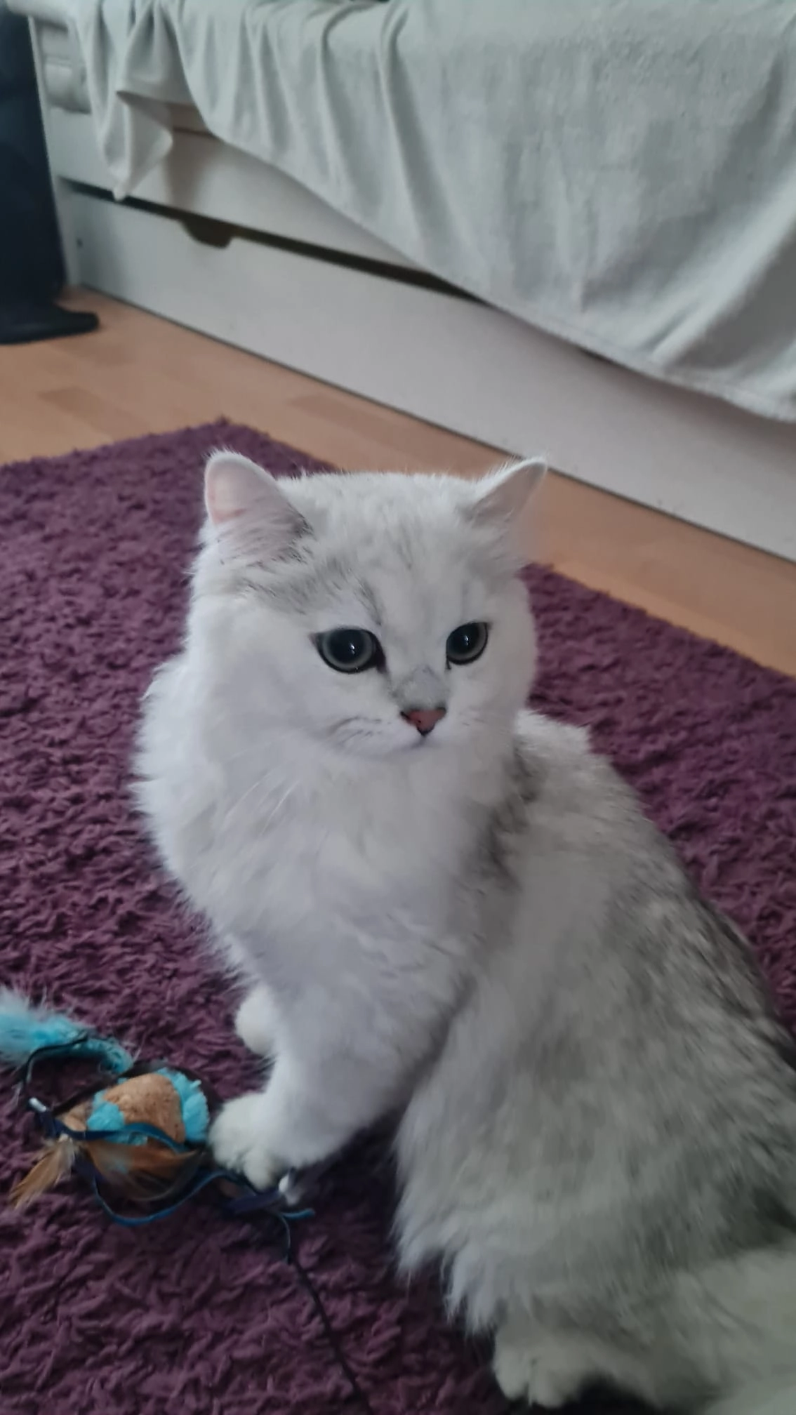 Simba  - Umbenhauerstraße, Nürnberg