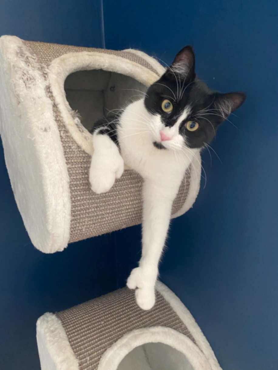 Percy - Oak Avenue, Upminster