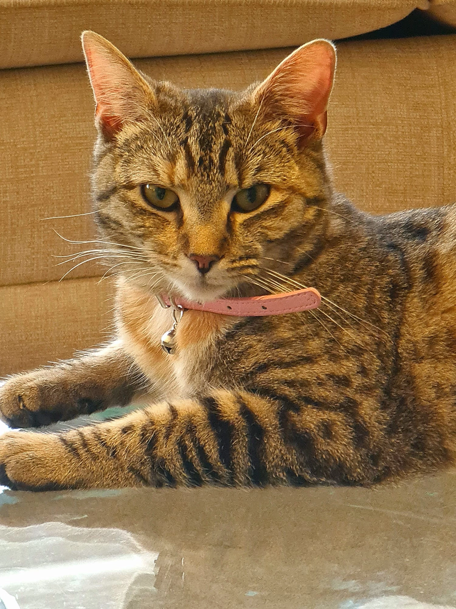 Misty - Abbey Crescent, Clacton-on-Sea, Thorpe le Soken