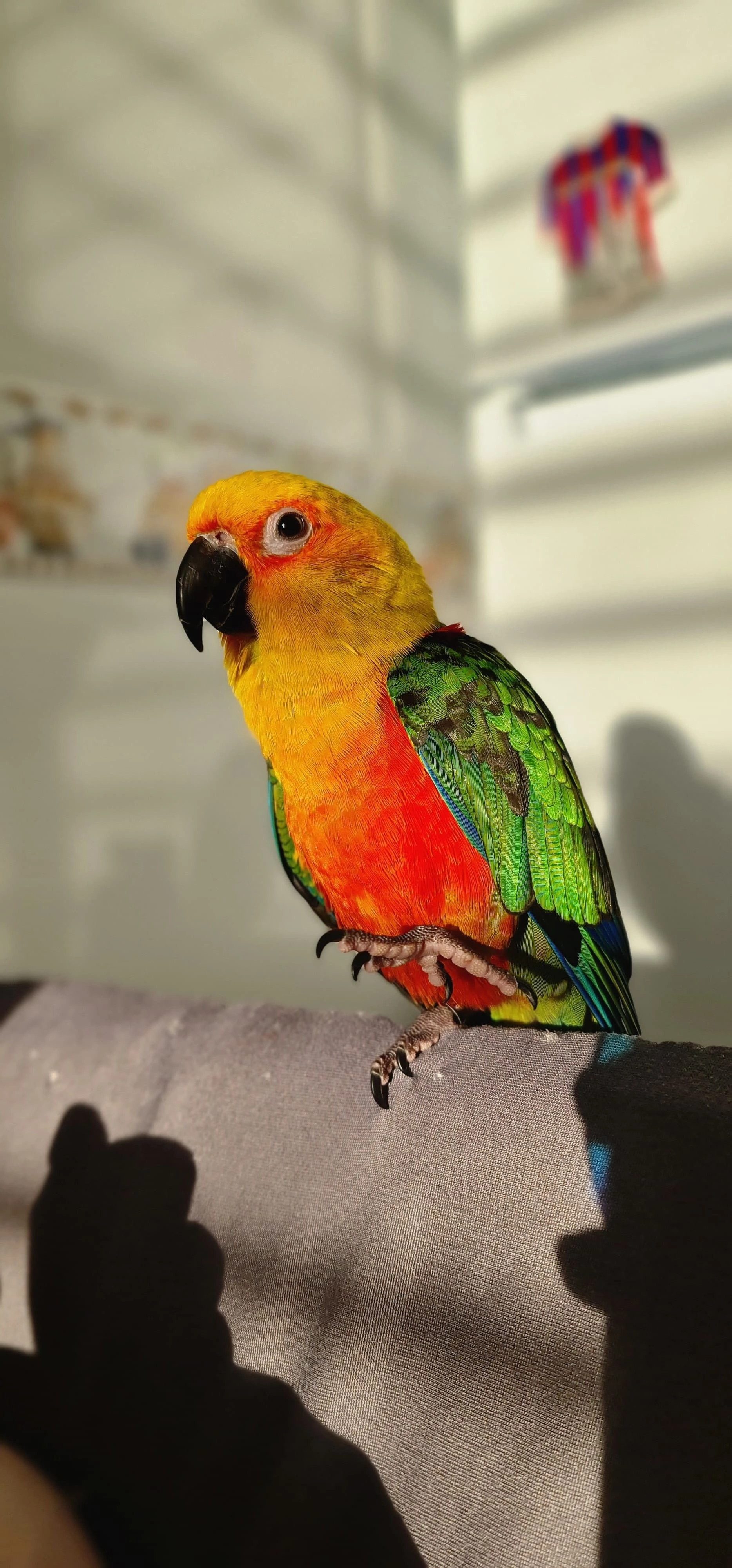 Kiri - Camí De Les Labors Agrícoles, Gavà