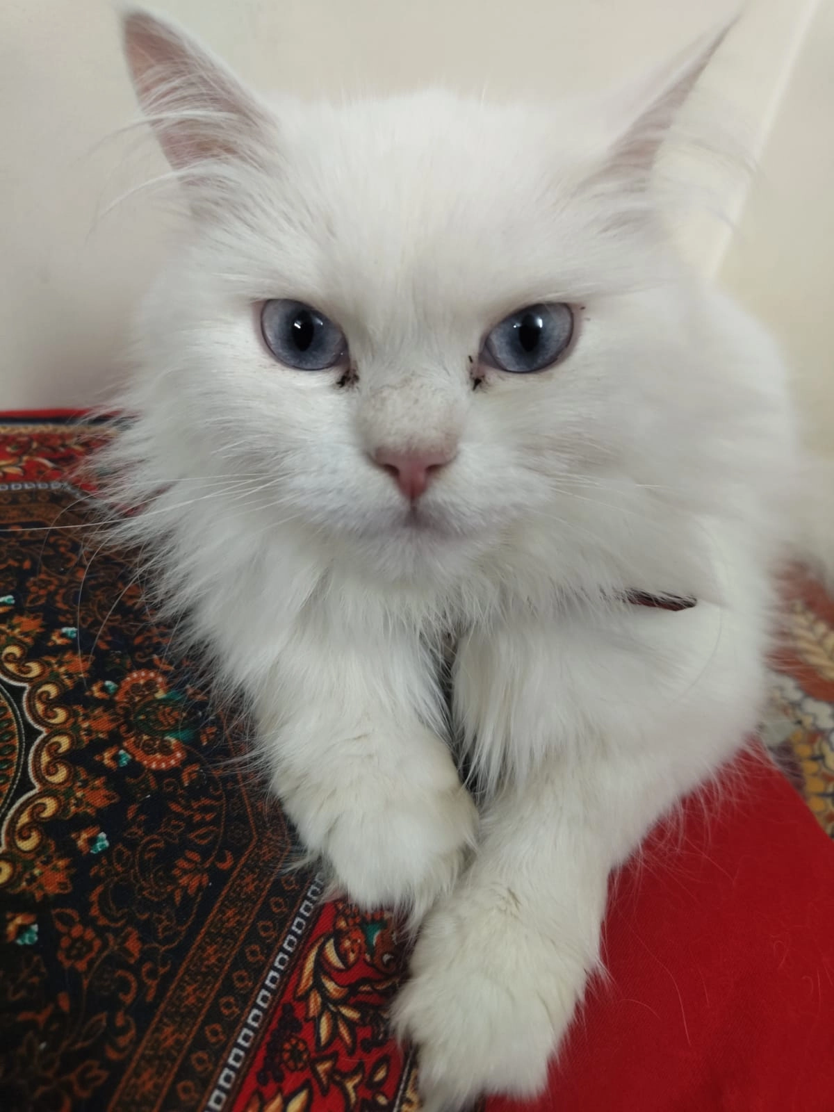 Zoee - Thakdari Road, Rajarhat Gopalpur