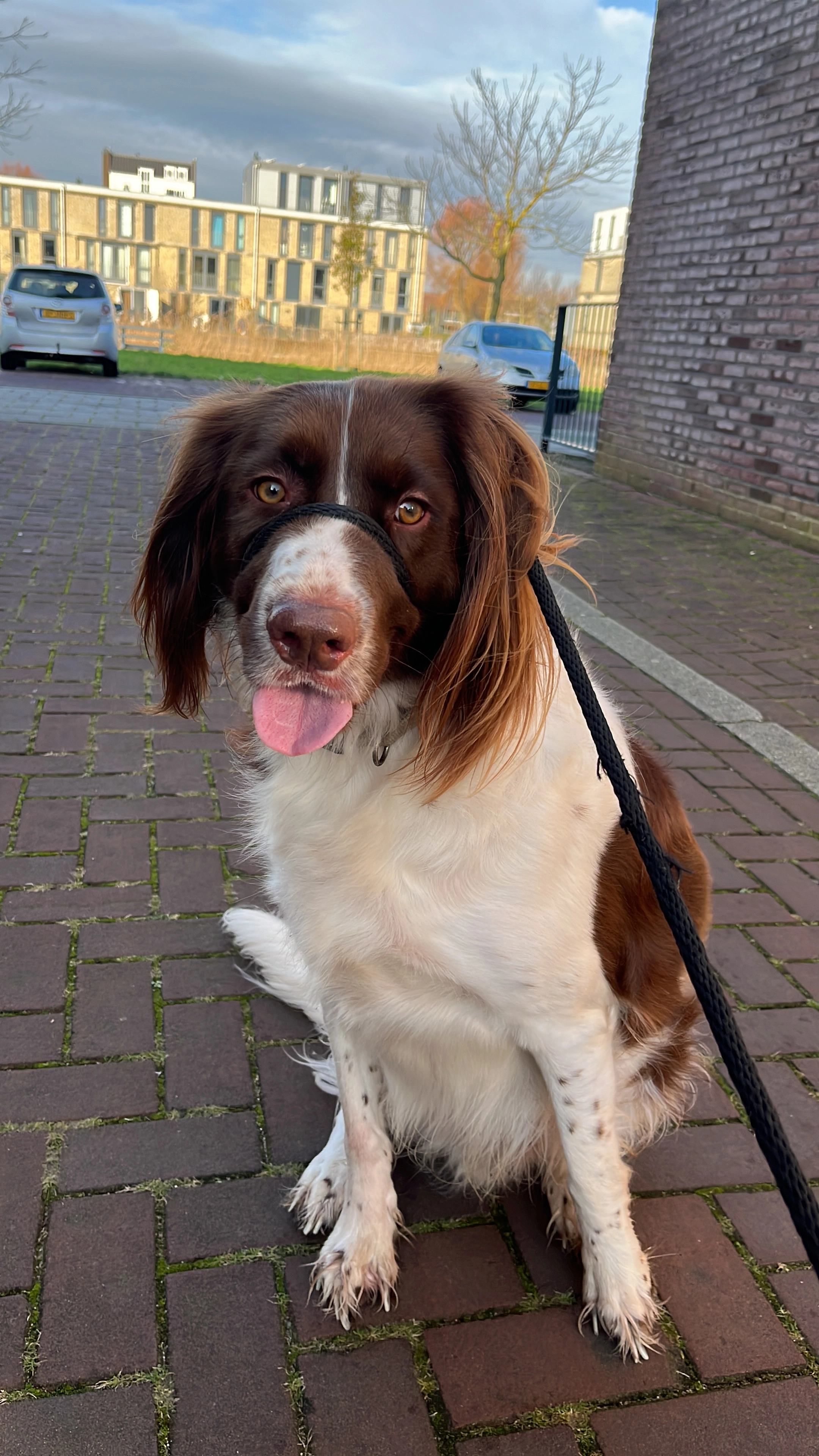 Buddy - Larense Laan, Noord-Holland