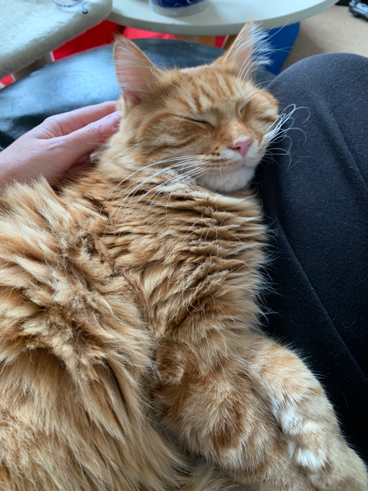 Winston - Ruskin Road, Hove