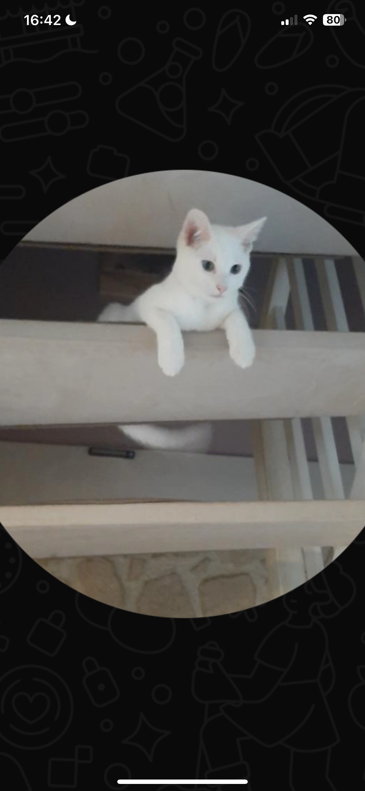 Chico - 23 Rue Simón Bolívar, Vernouillet