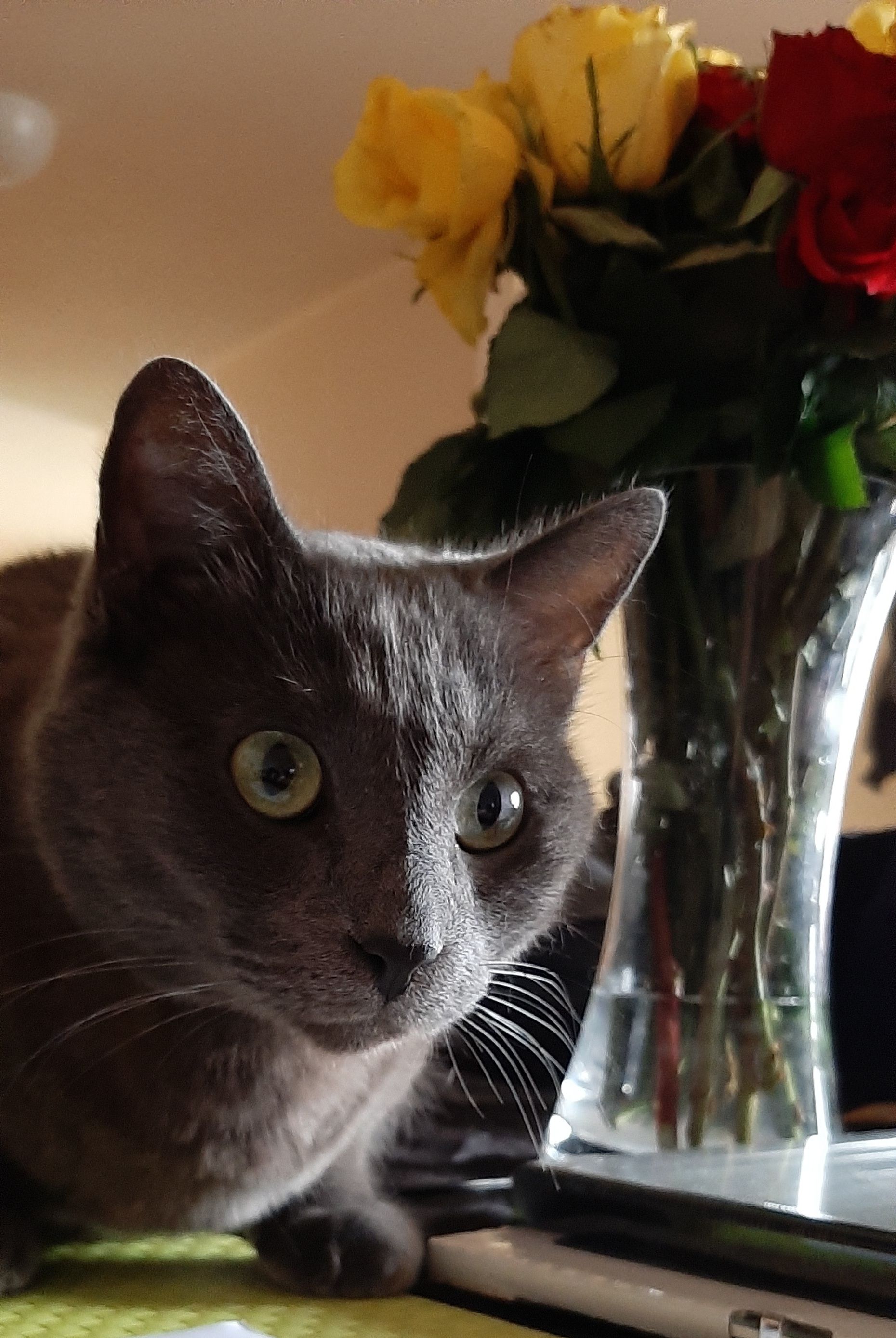 Jarl (se dit Yarl) - Rue Du Lhotaud, Frasne