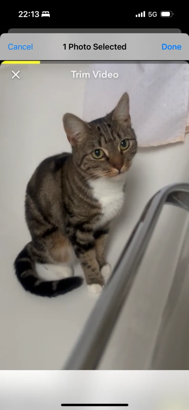 Sweetie - Bostall Hill, London
