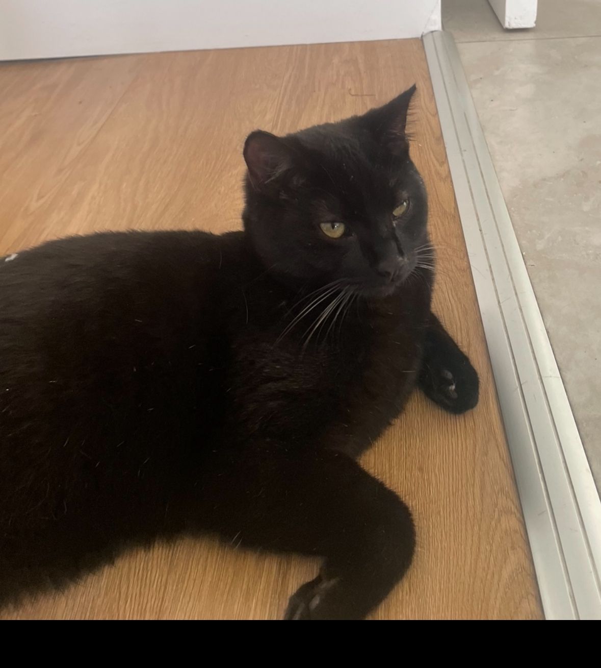 Toby - Church Road, Limerick