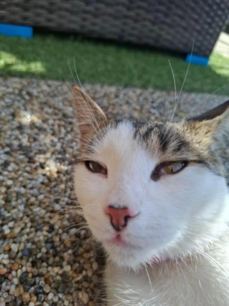 Jiji - Nová, Záborské