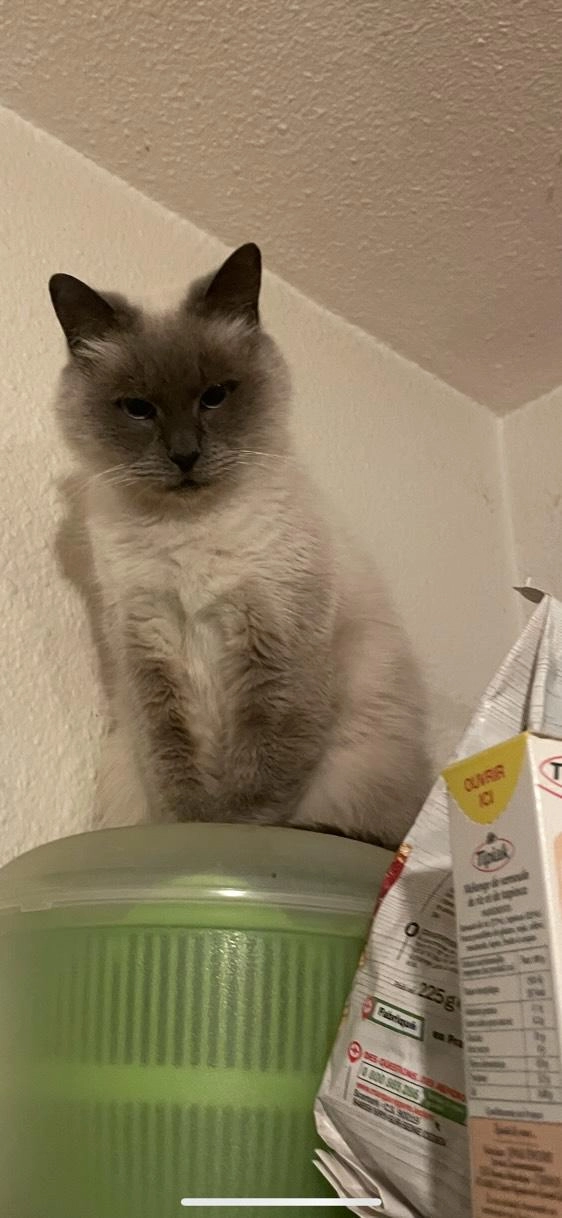 Cacahuète - Résidence Jacques Prévert, Saint-Astier