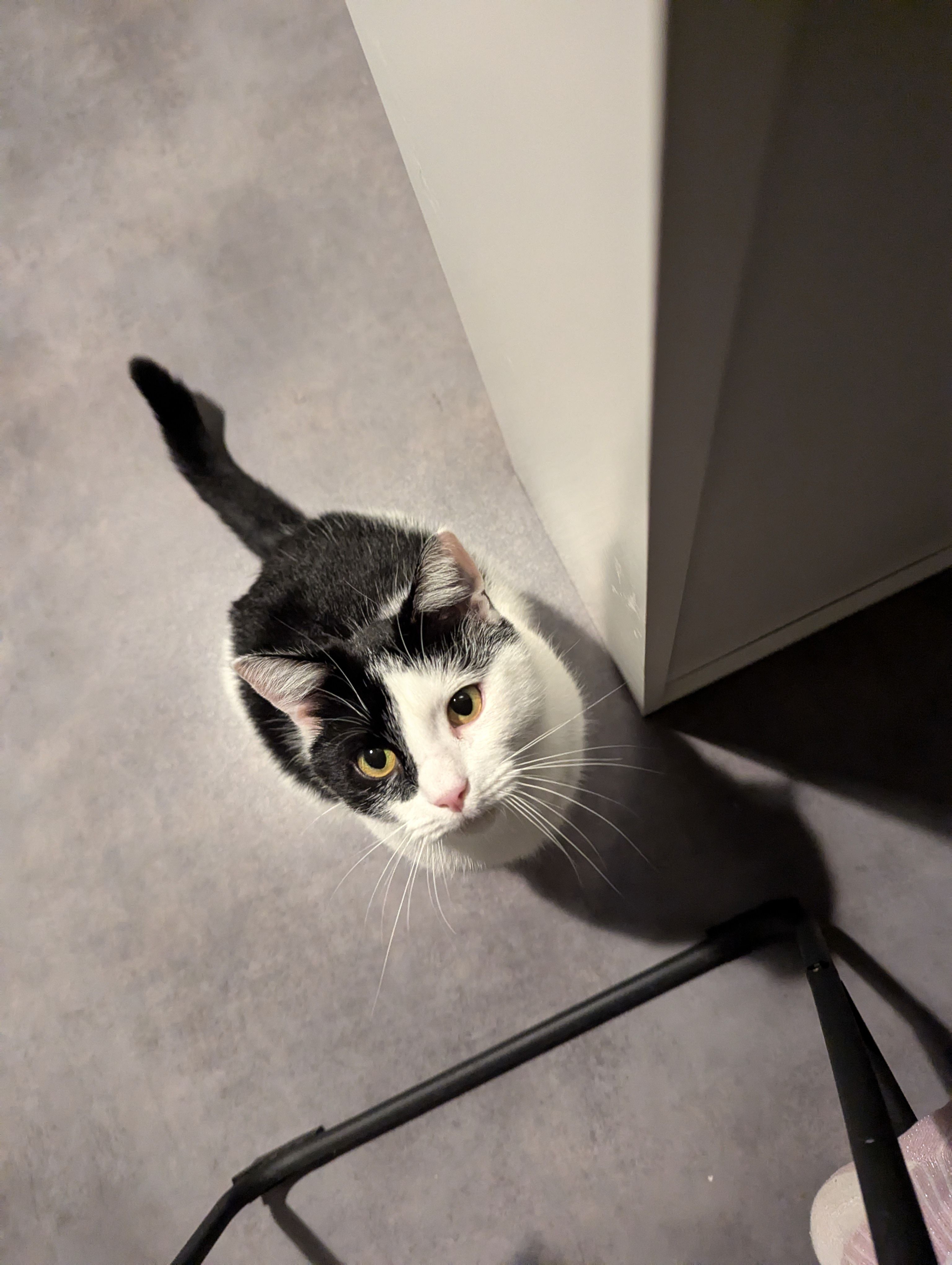 Pirate  - Rue Aristide Briand, Sablé-sur-Sarthe