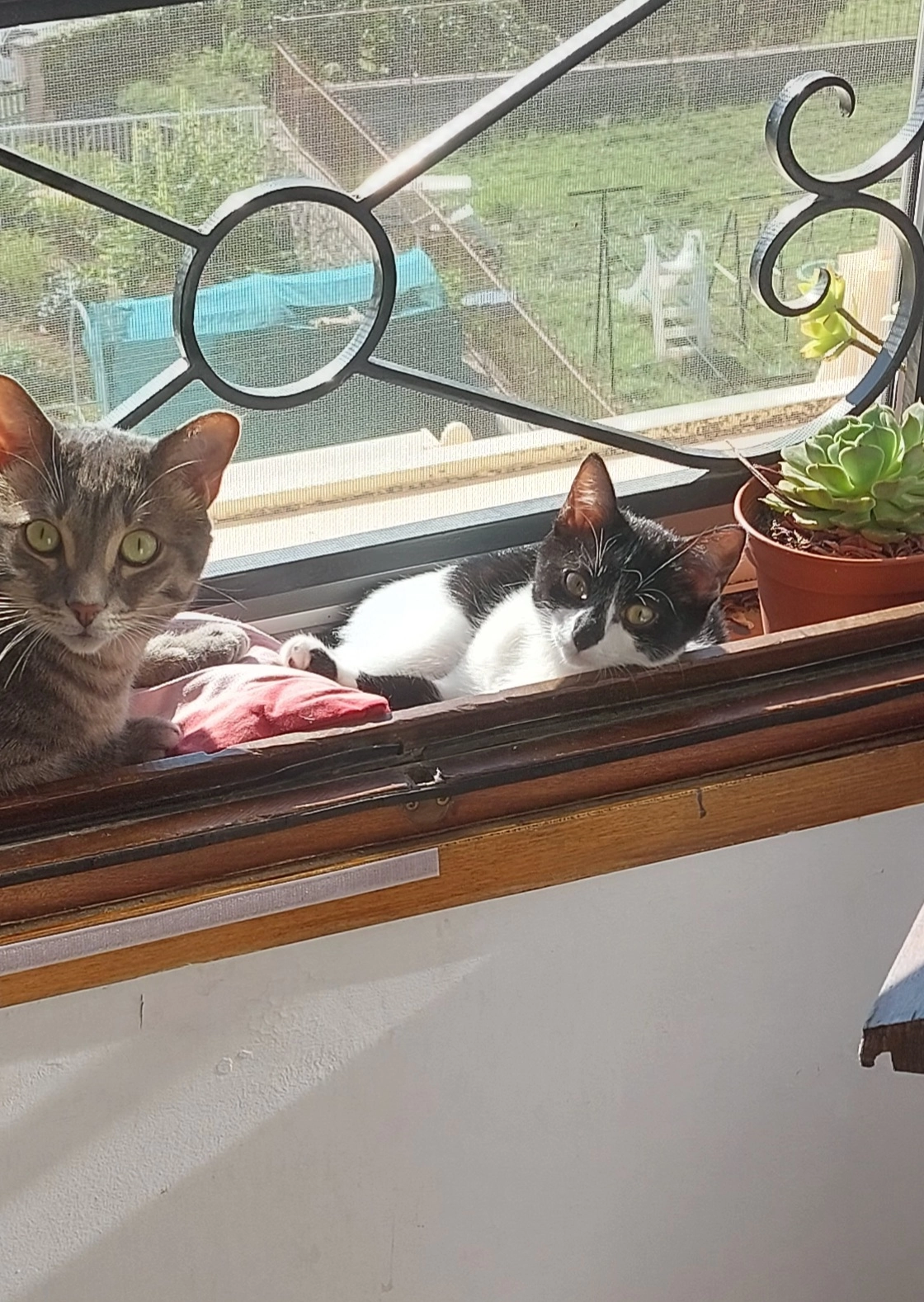 Kaïa - 7 Rue de la Conque, Flayosc