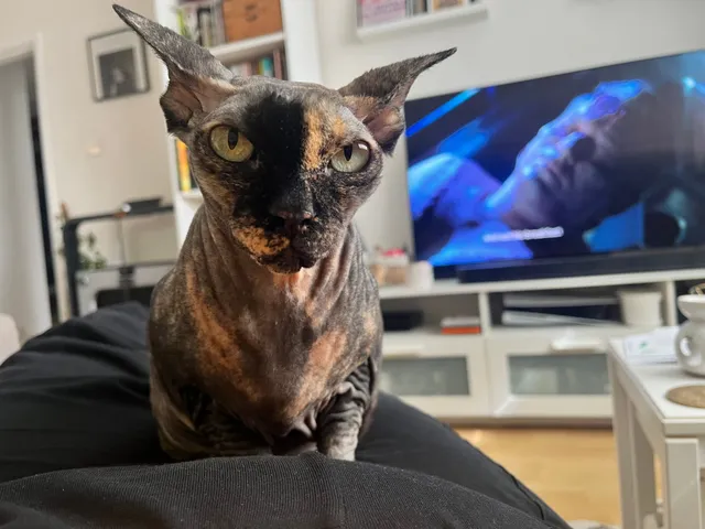 Dobby - Eastcote Grove, Southend-on-Sea