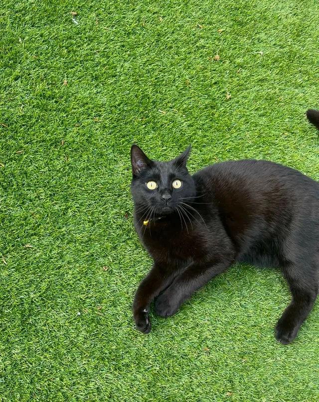 Albus - Cotswold Close, Farnborough